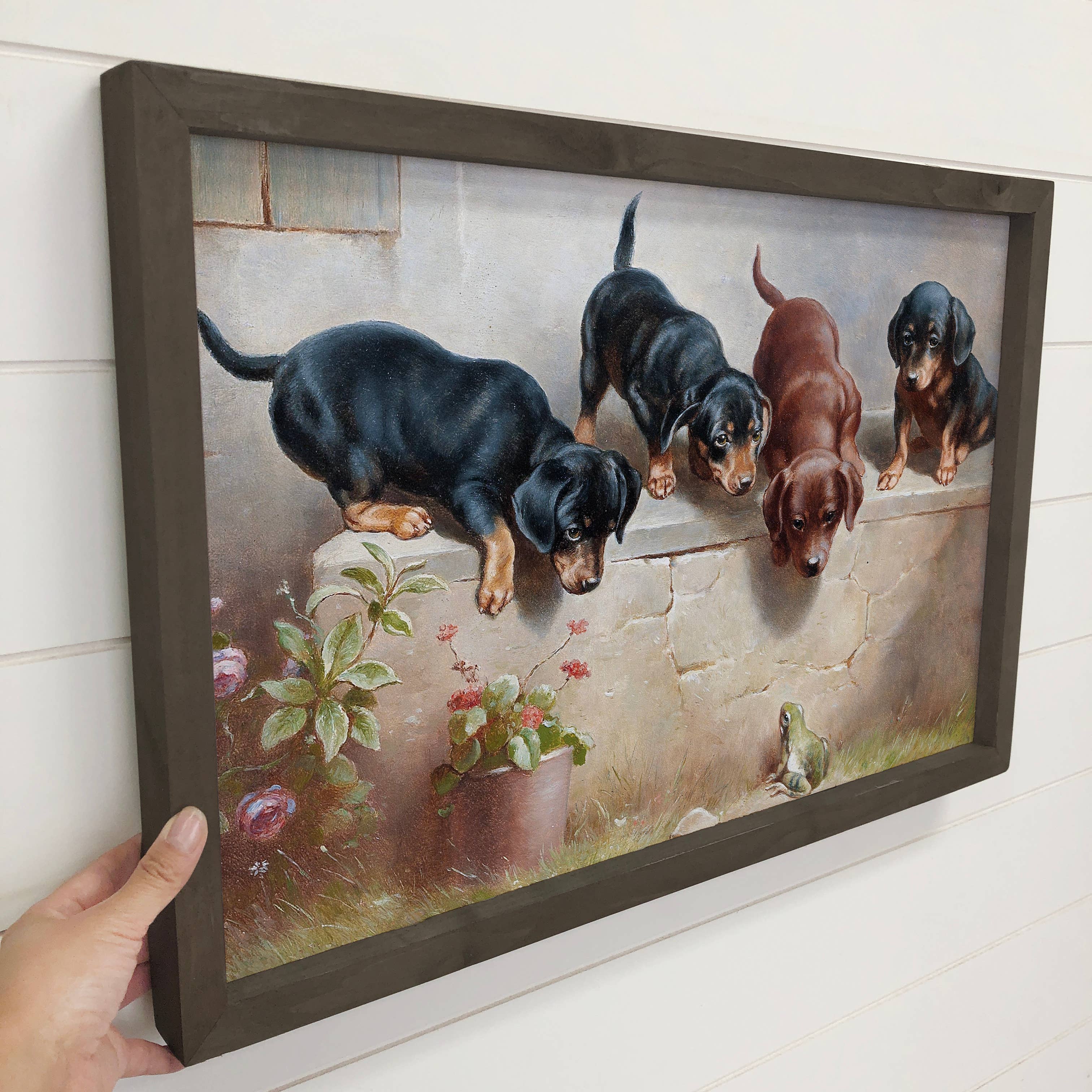Curious Dachshund Puppies - Puppy Canvas Art - Wood Framed
