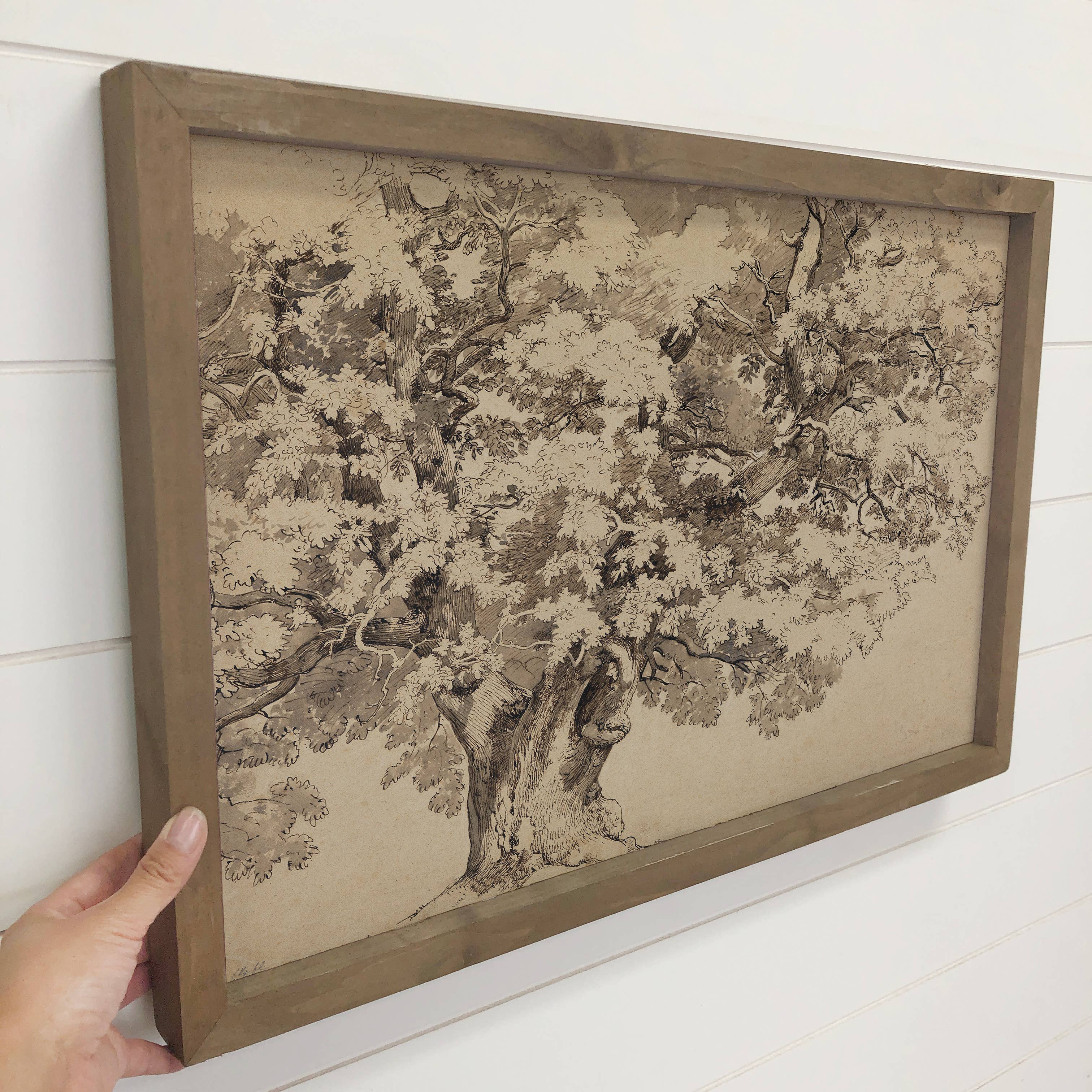 Oak Tree Sketch - Nature Sketch Canvas Art - Wood Framed Art