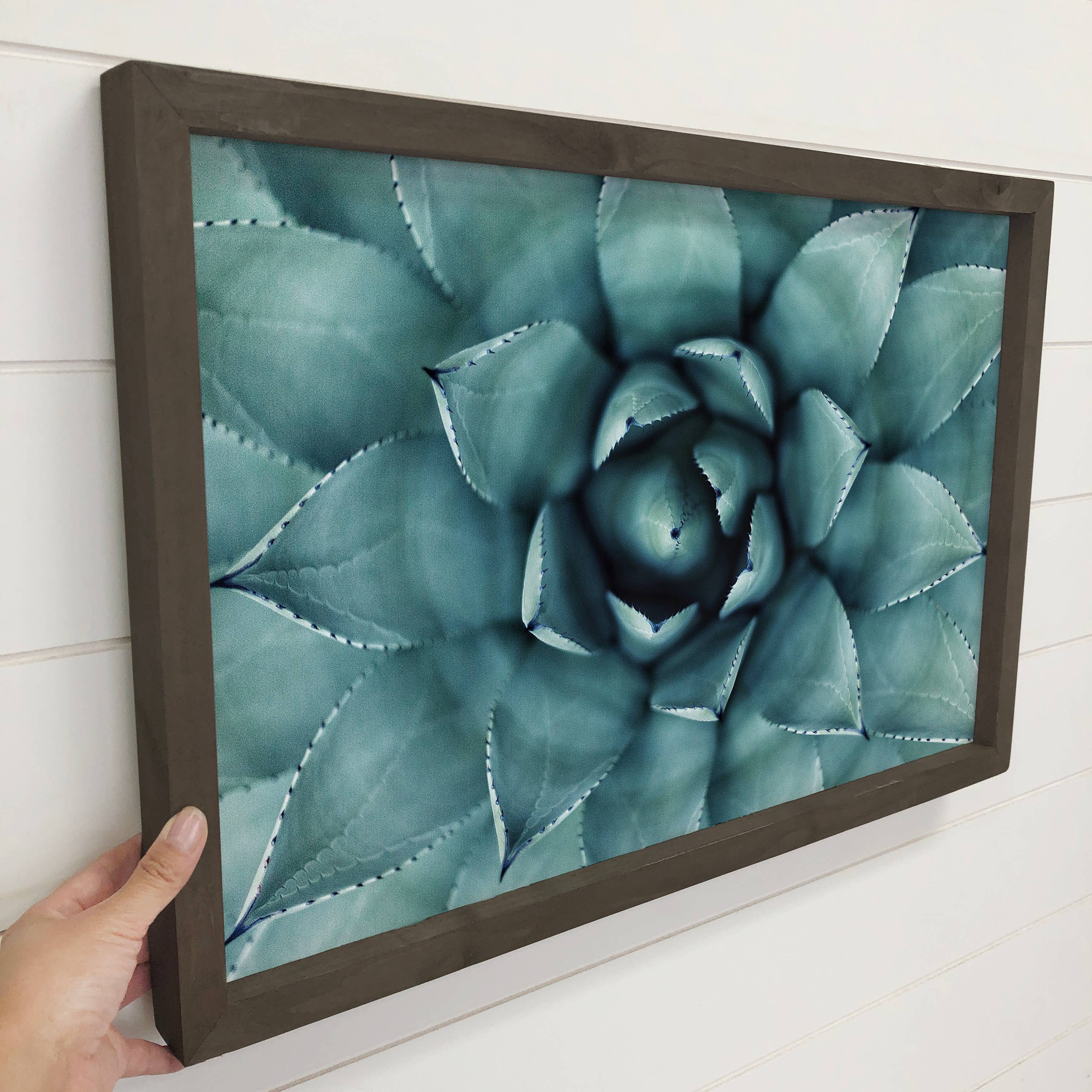Agave Star - Agave Canvas Art - Wood Framed Flower Artwork