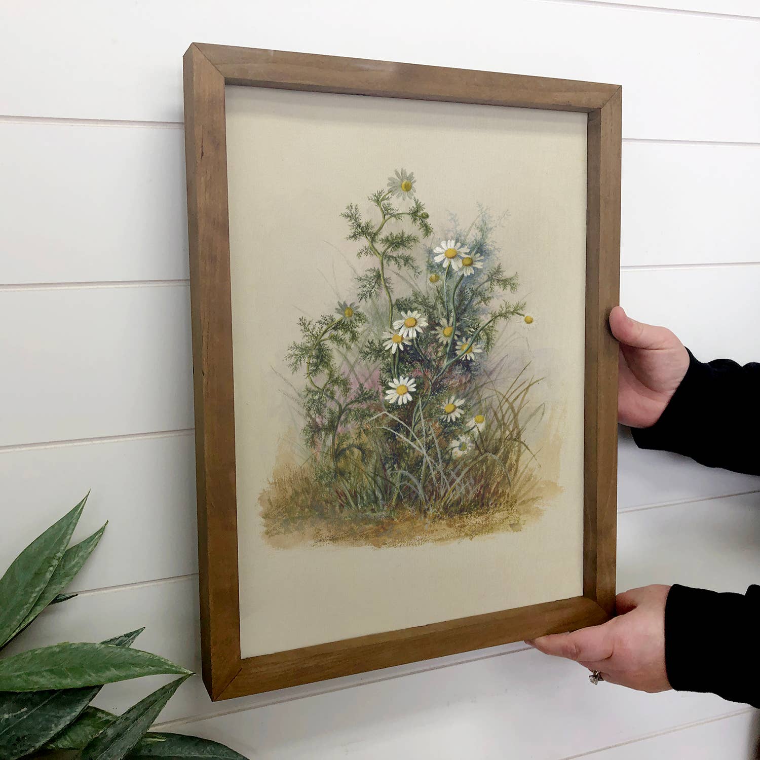 Beige Botanical Chamomile - Flower Canvas Art - Wood Framed