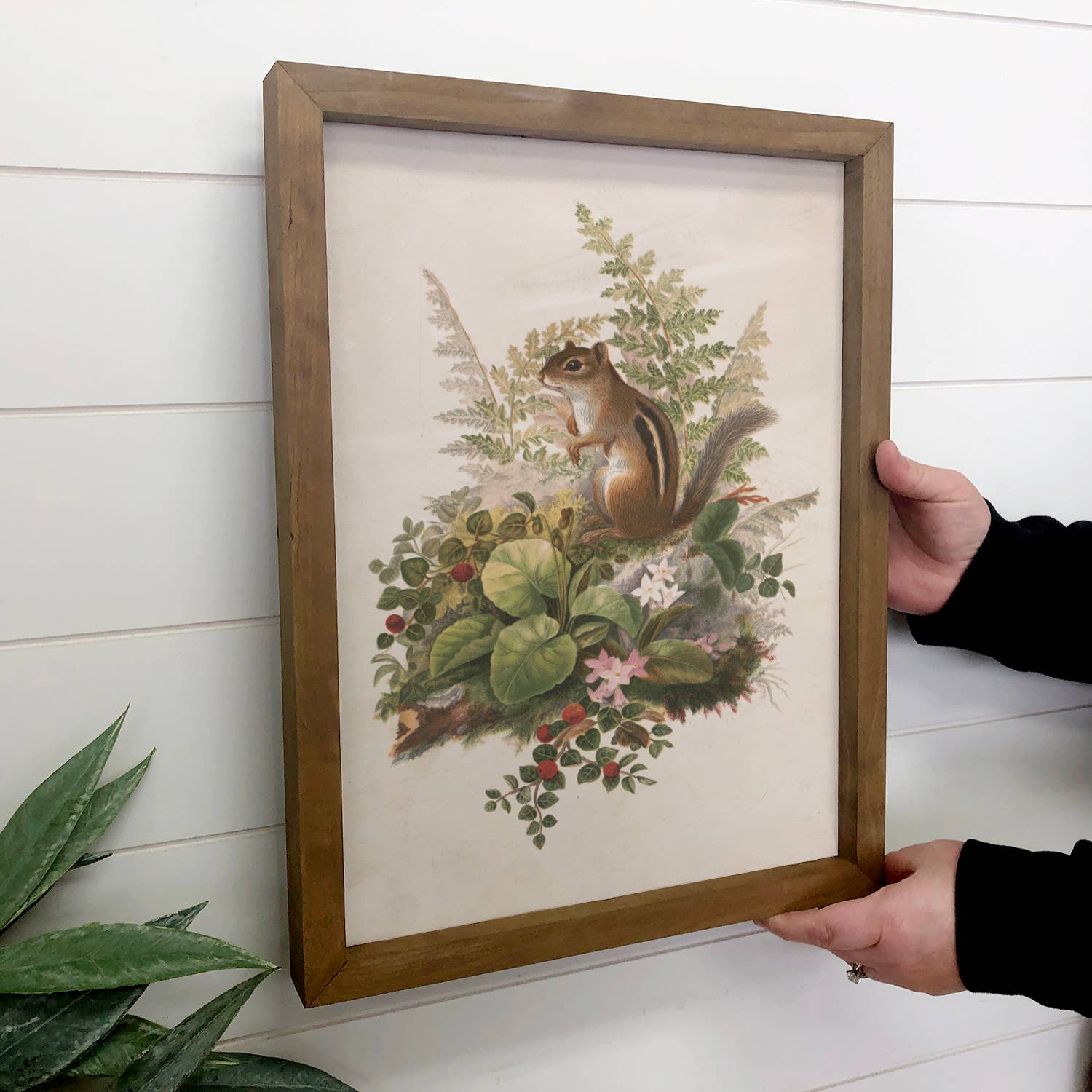 Chipmunk and Ferns - Forest Animal Canvas Art - Wood Framed