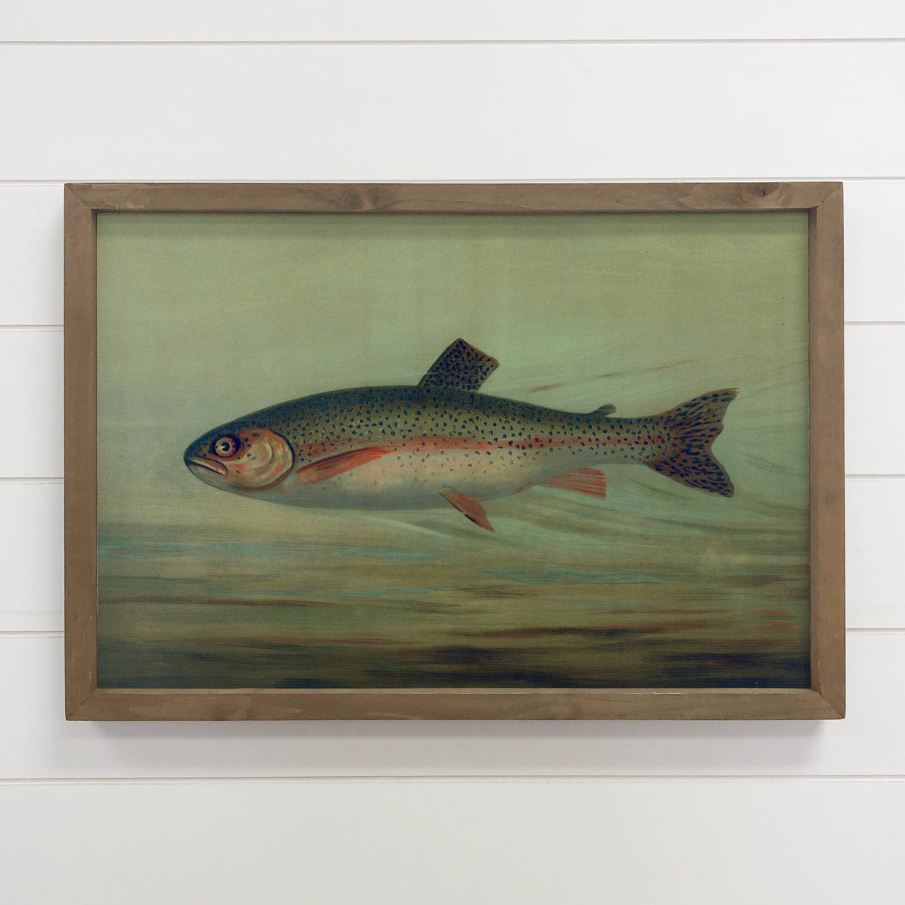 Fish Study Rainbow Trout - Fish Canvas Art - Wood Framed Art
