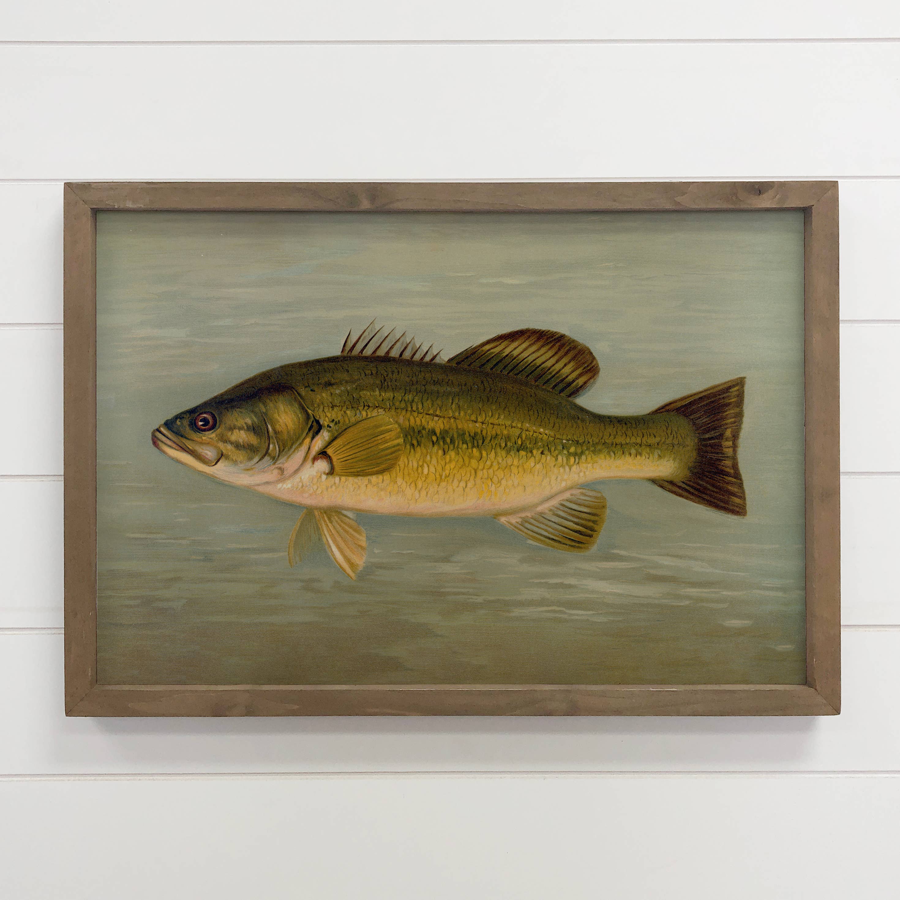 Fish Study Large Mouthed Bass - Fish Canvas Art - Wood Frame