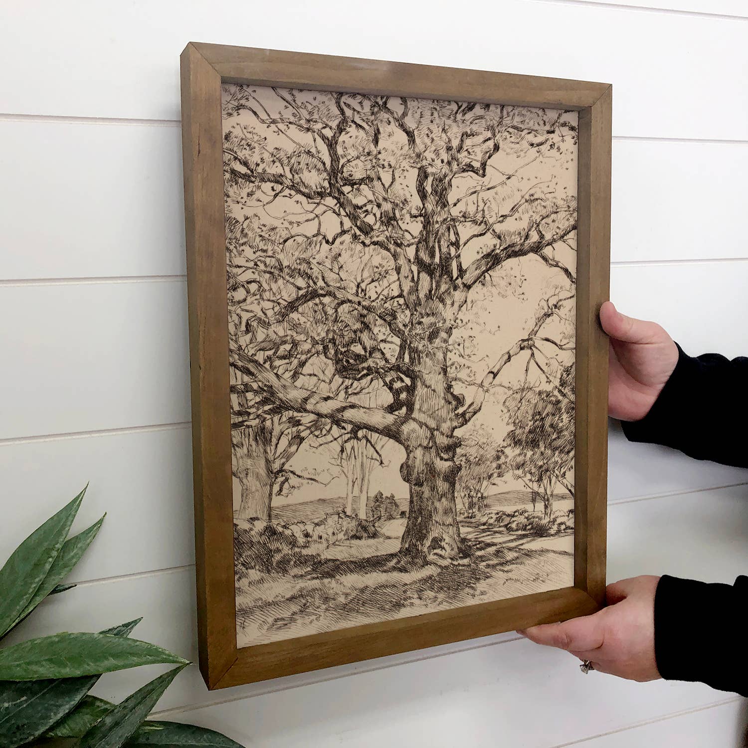 Twisted Oak Tree - Vintage Tree Sketch Canvas Art - Framed