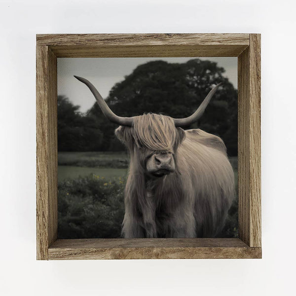 Well Groomed Highland Cow Small Canvas Sign