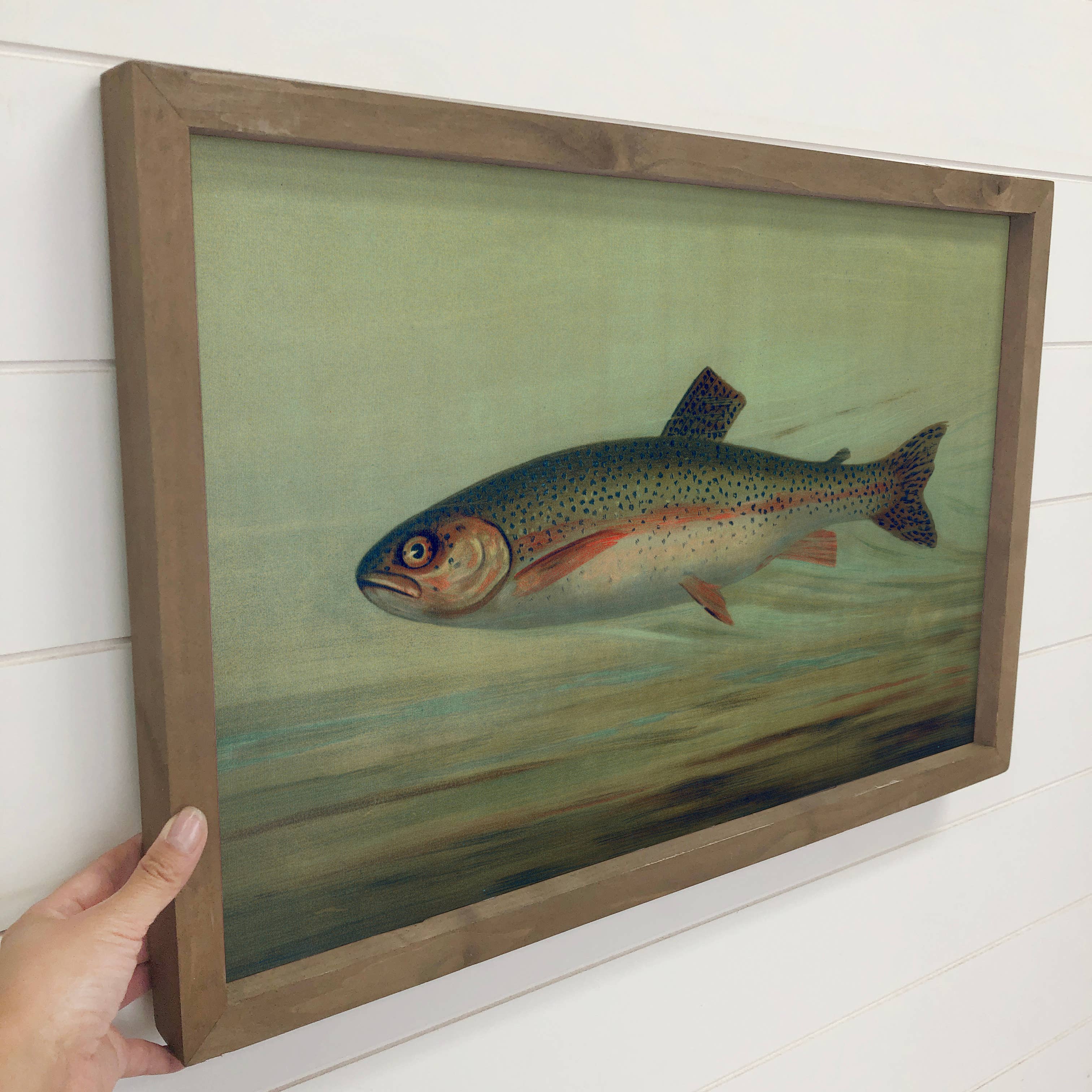 Fish Study Rainbow Trout - Fish Canvas Art - Wood Framed Art