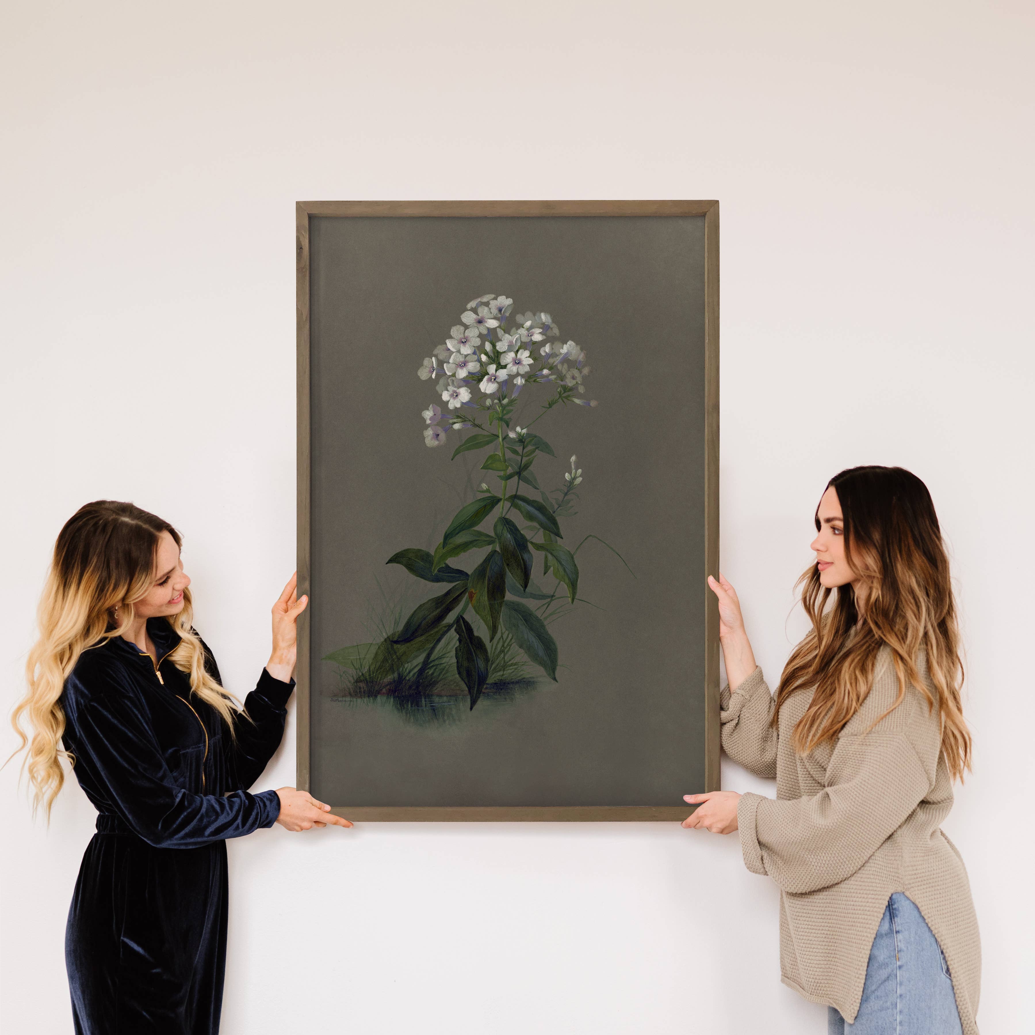 Botanical Phlox Flower - Flower Canvas Art - Wood Framed Art