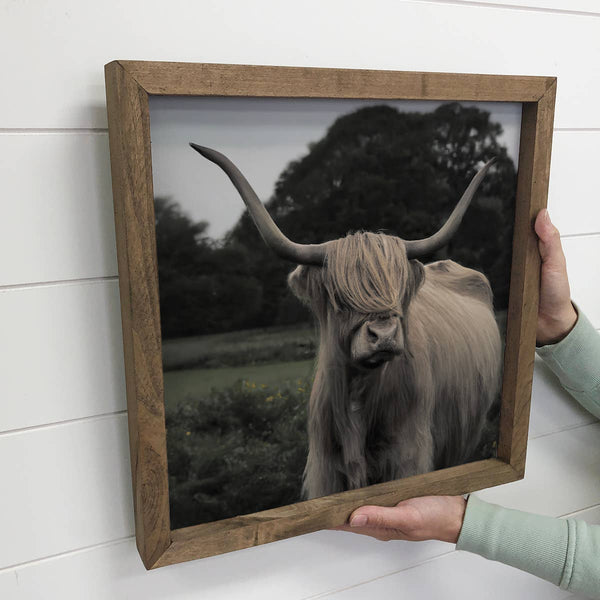 Well Groomed Highland Cow Small Canvas Sign
