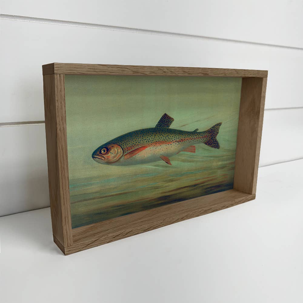 Fish Study Rainbow Trout - Fish Canvas Art - Wood Framed Art