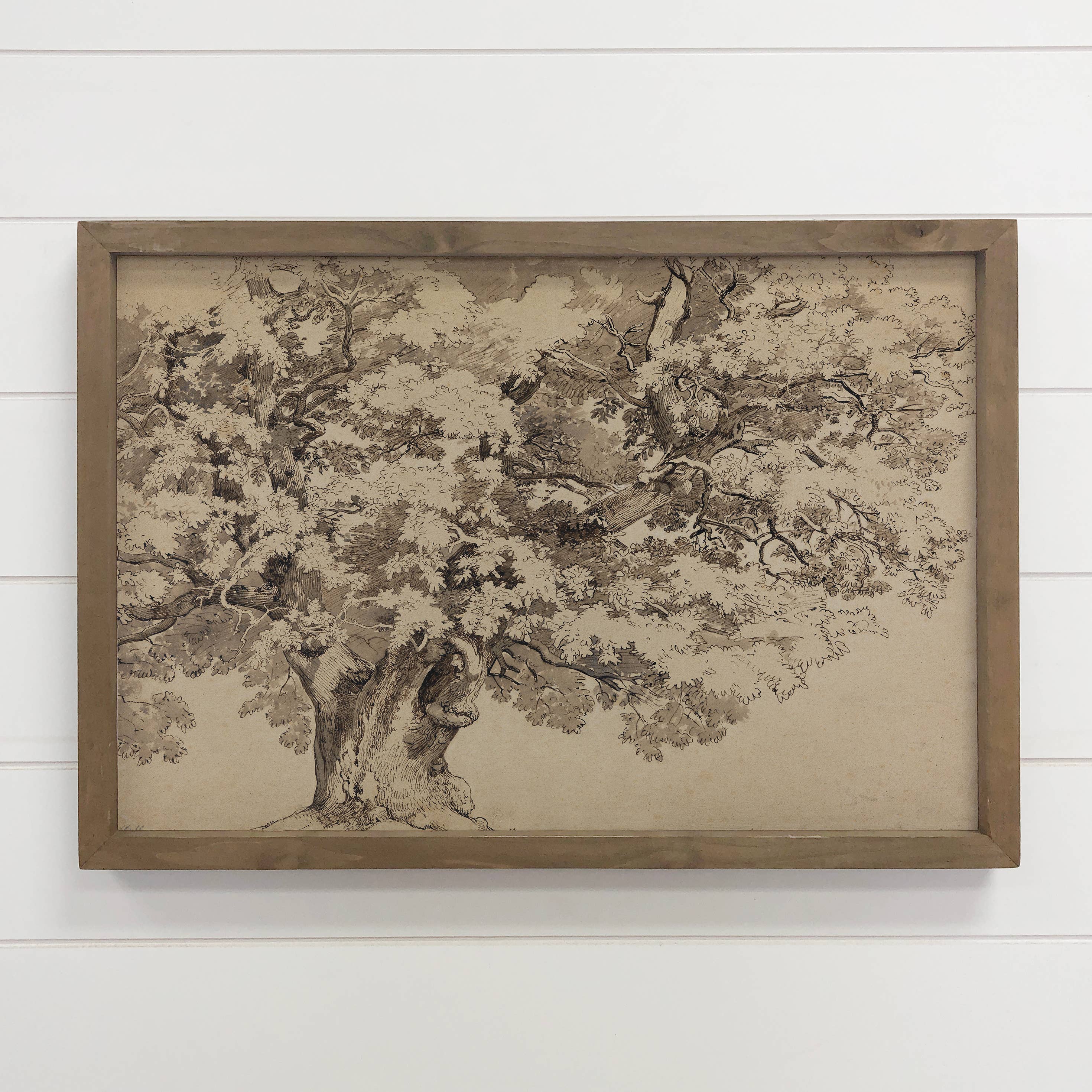 Oak Tree Sketch - Nature Sketch Canvas Art - Wood Framed Art