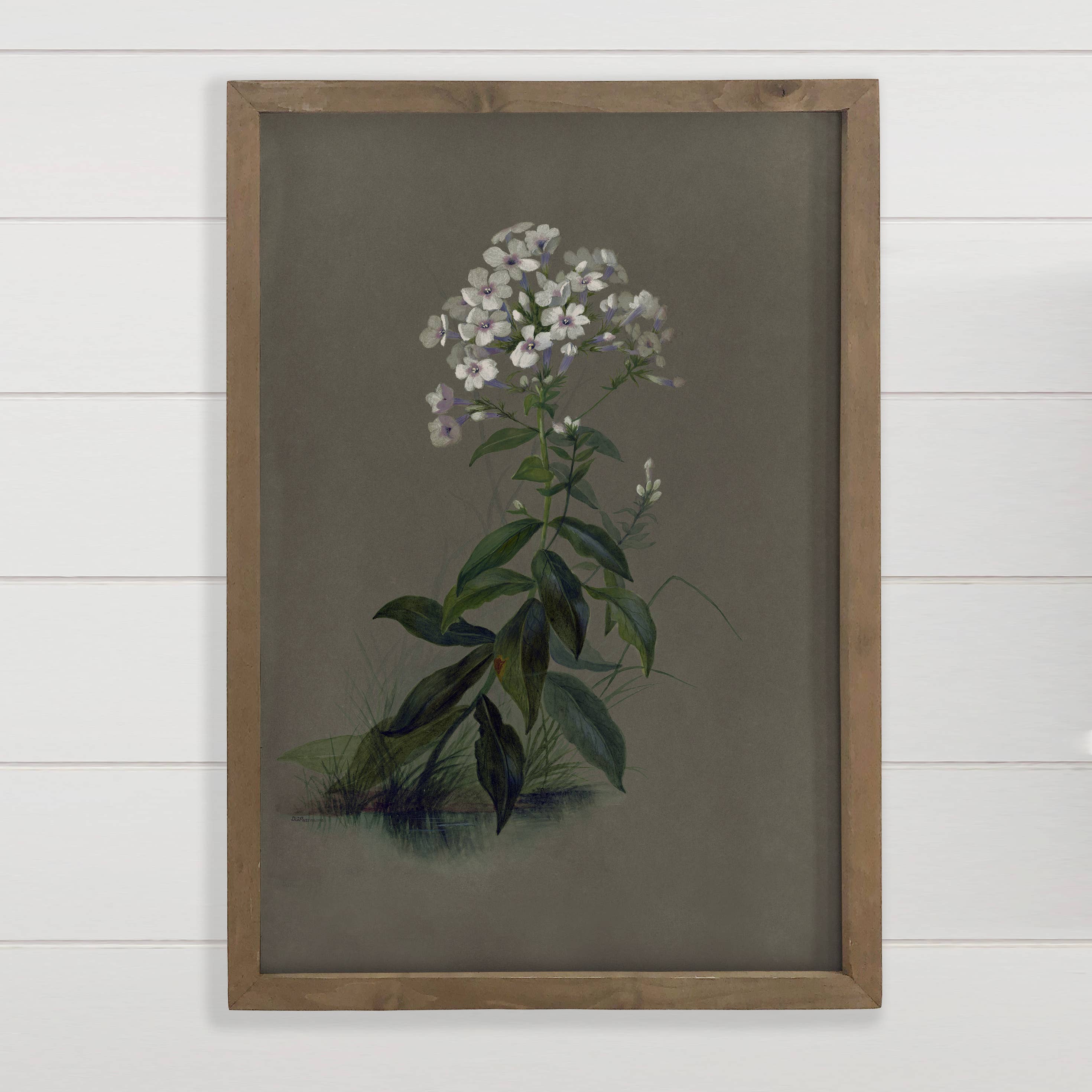 Botanical Phlox Flower - Flower Canvas Art - Wood Framed Art
