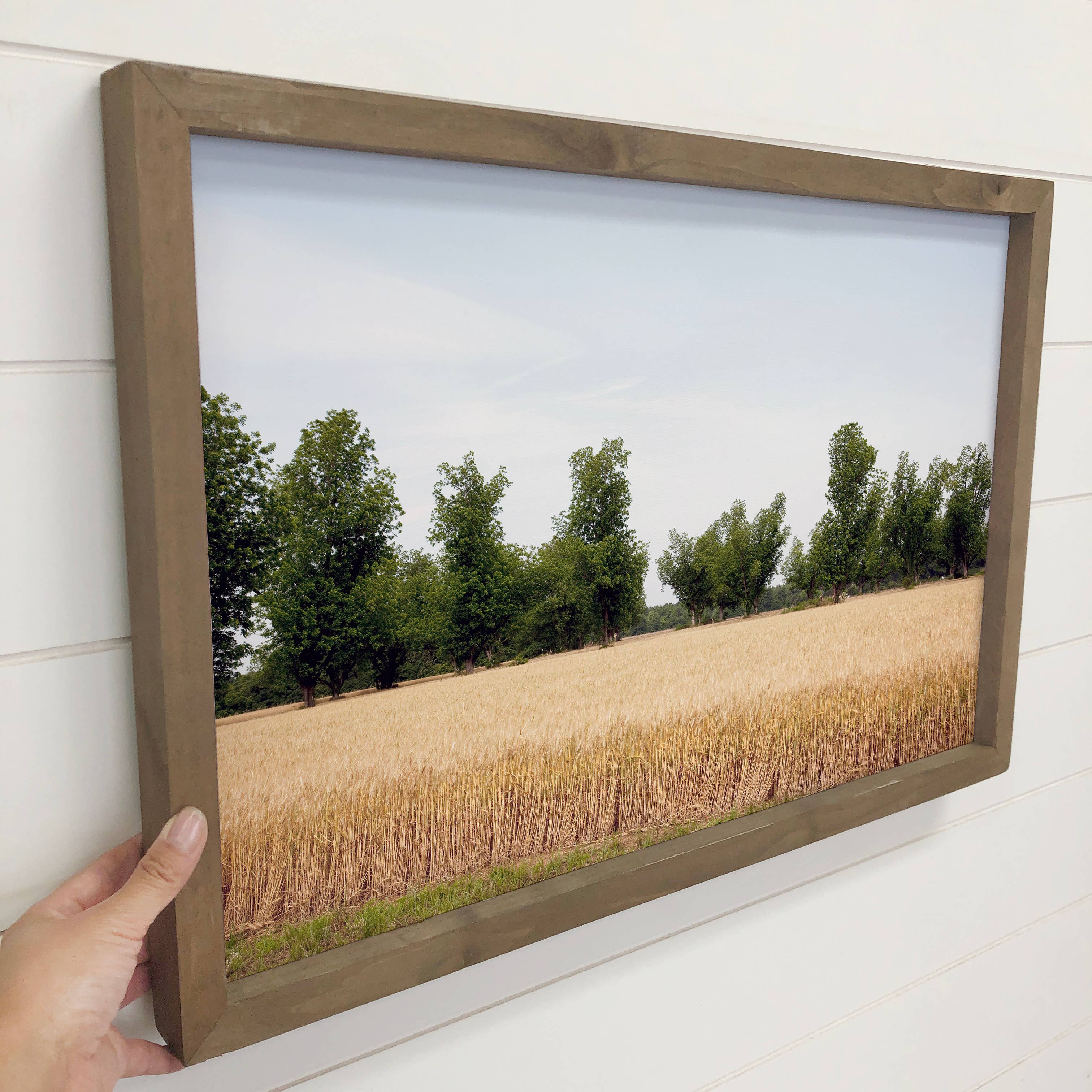 Alabama Wheat Field - Landscape Canvas Art - Wood Framed Art