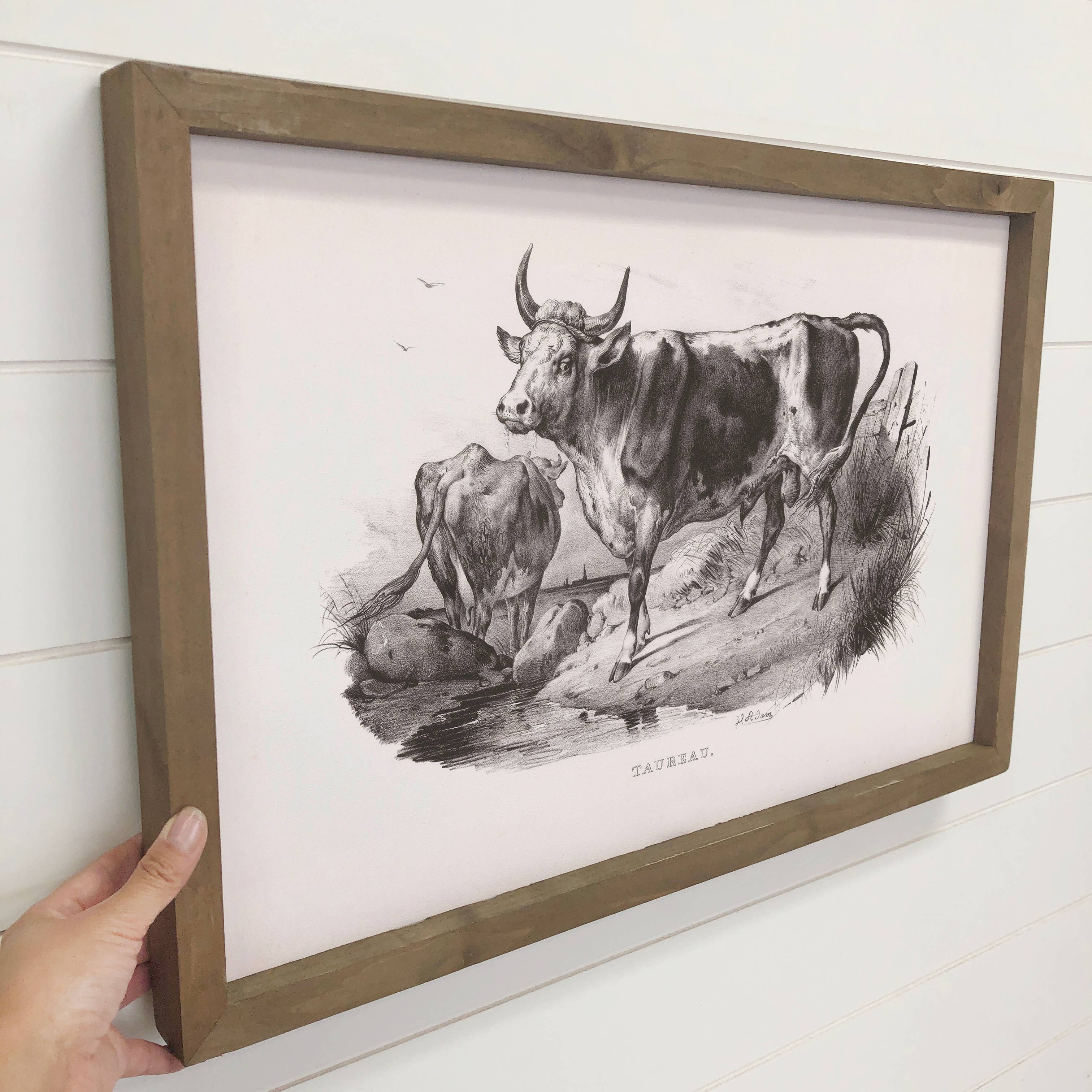 Bull Cow Sketch - Farmhouse Canvas Wall Art - Framed Artwork