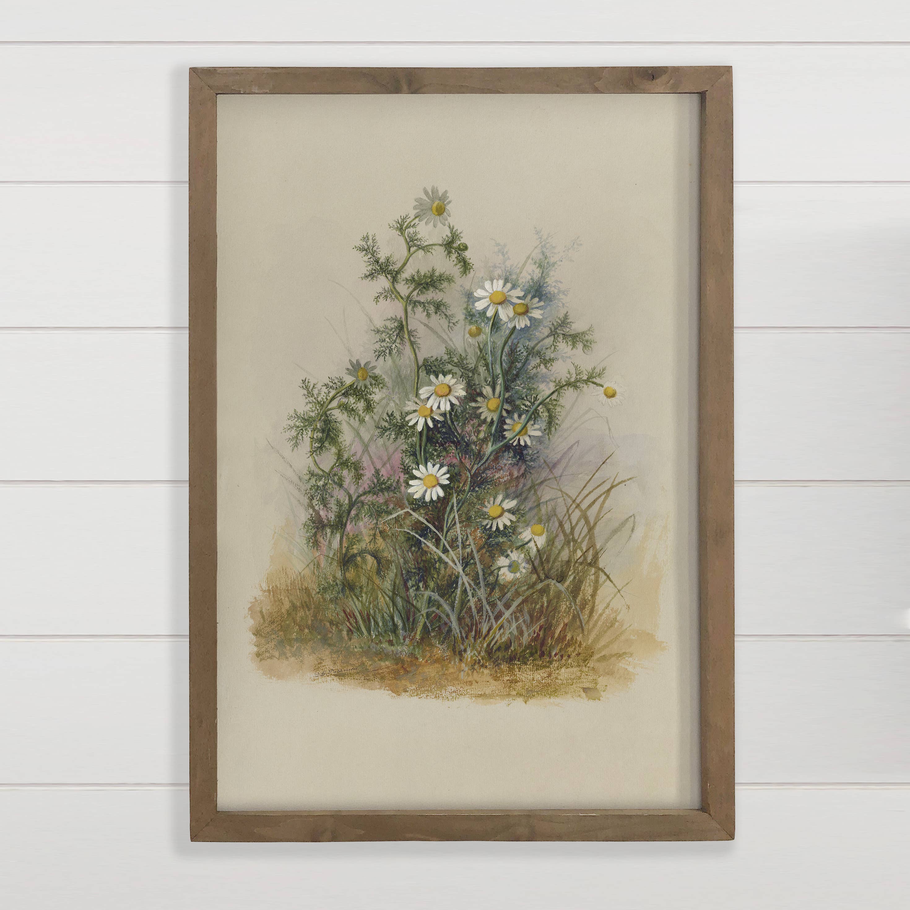 Beige Botanical Chamomile - Flower Canvas Art - Wood Framed