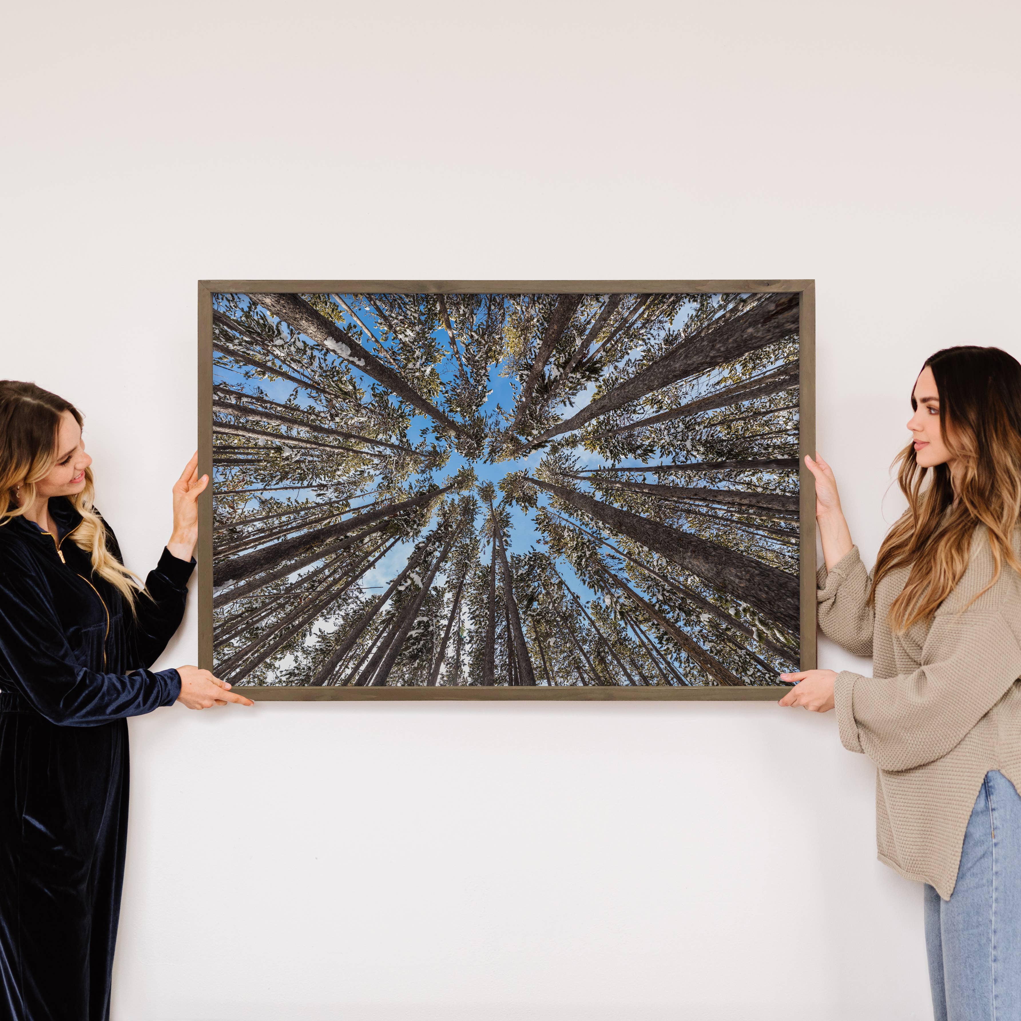 Lodgepole Pine Forest - Nature Canvas Art - Wood Framed Art