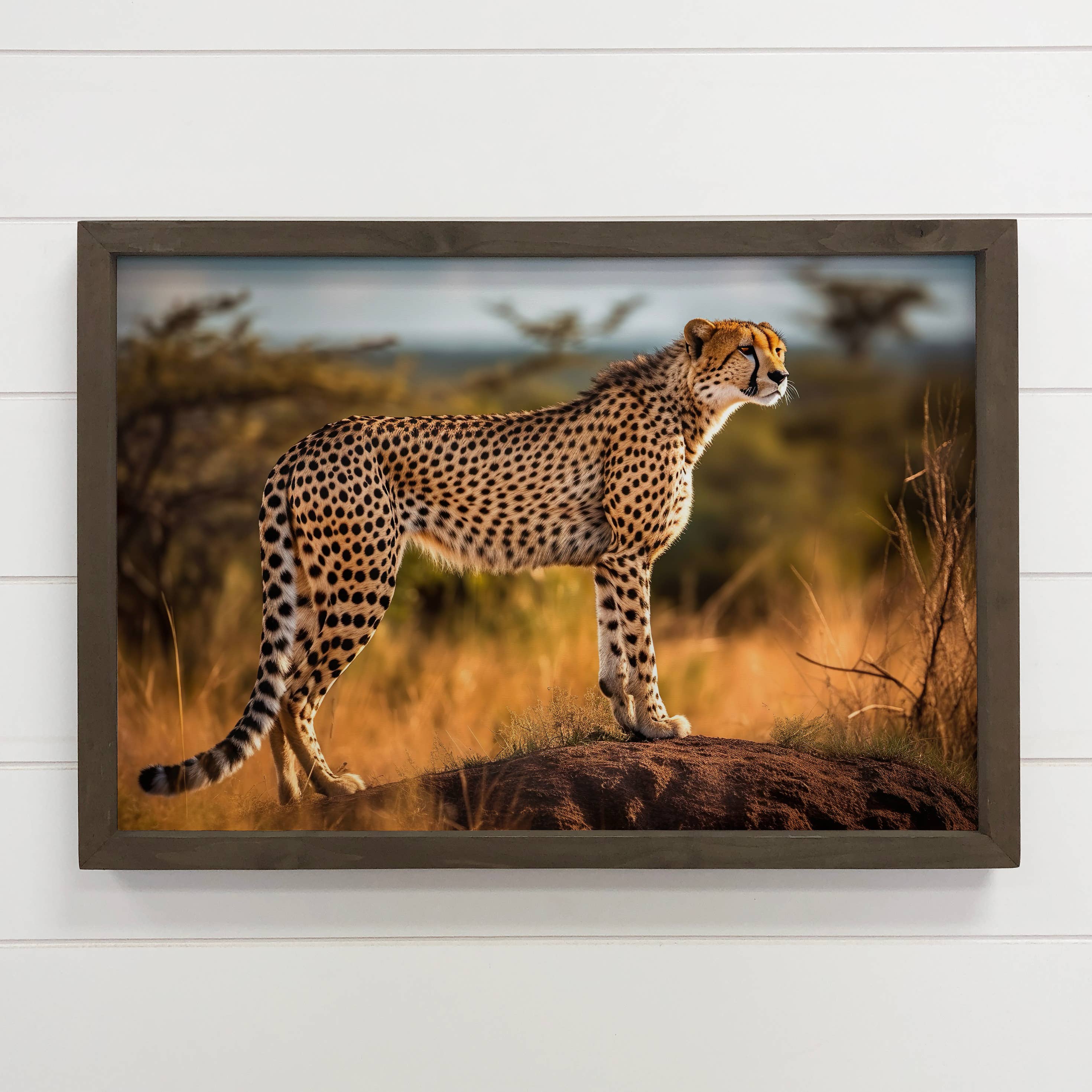 Cheetah Stance - African Cat Wildlife Photograph - Framed