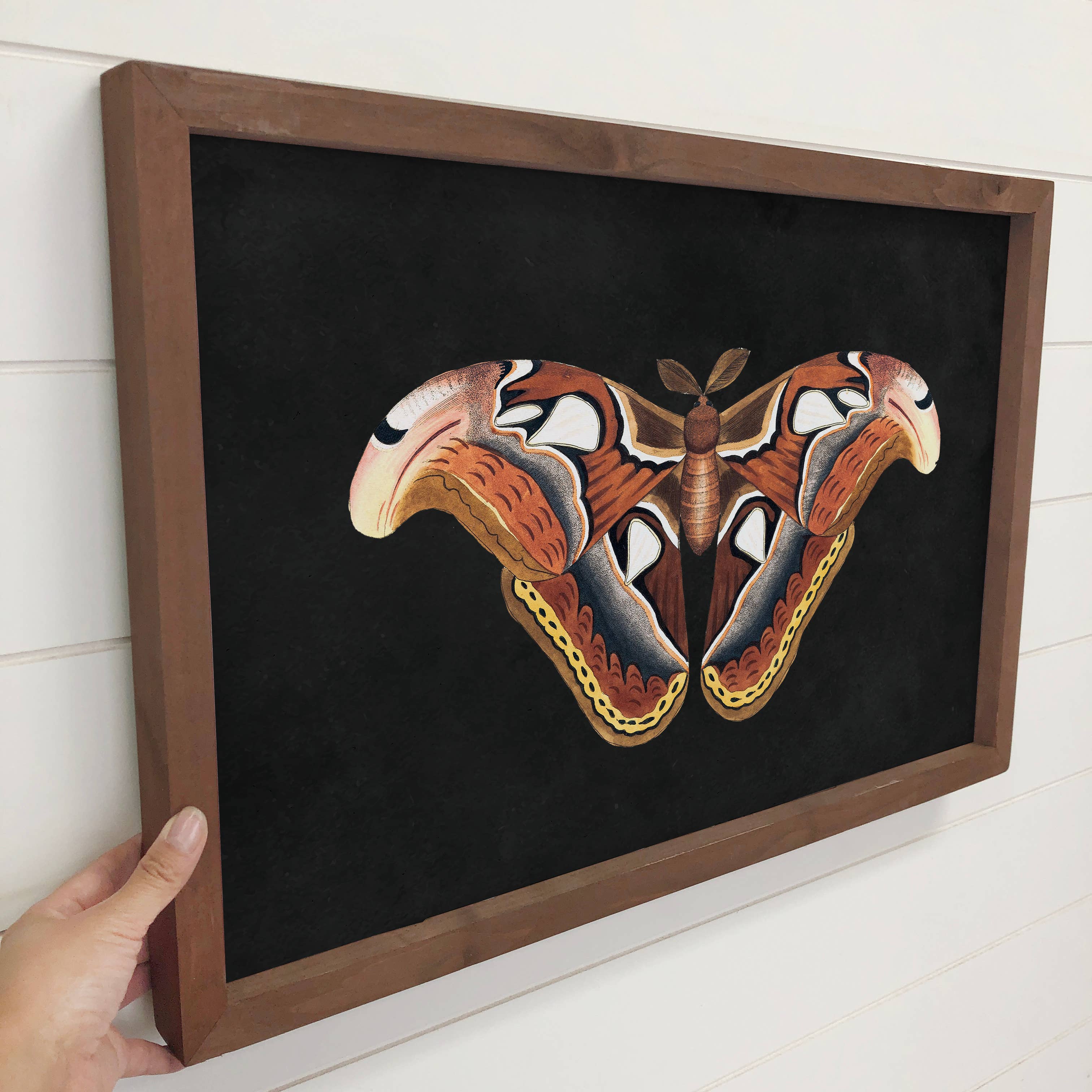 Atlas Moth - Moth Canvas Wall Art - Wood Framed Nature Art