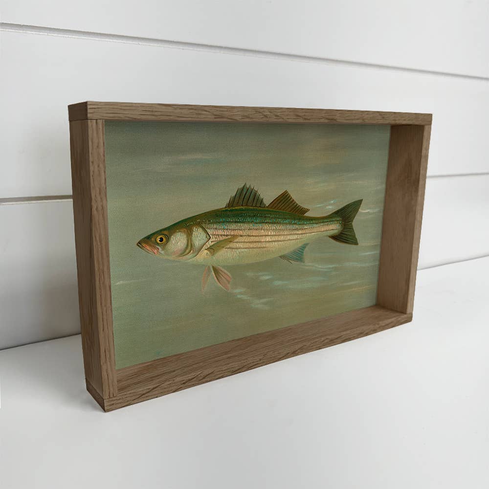 Fish Study Striped Bass - Fish Canvas Art - Wood Framed Art