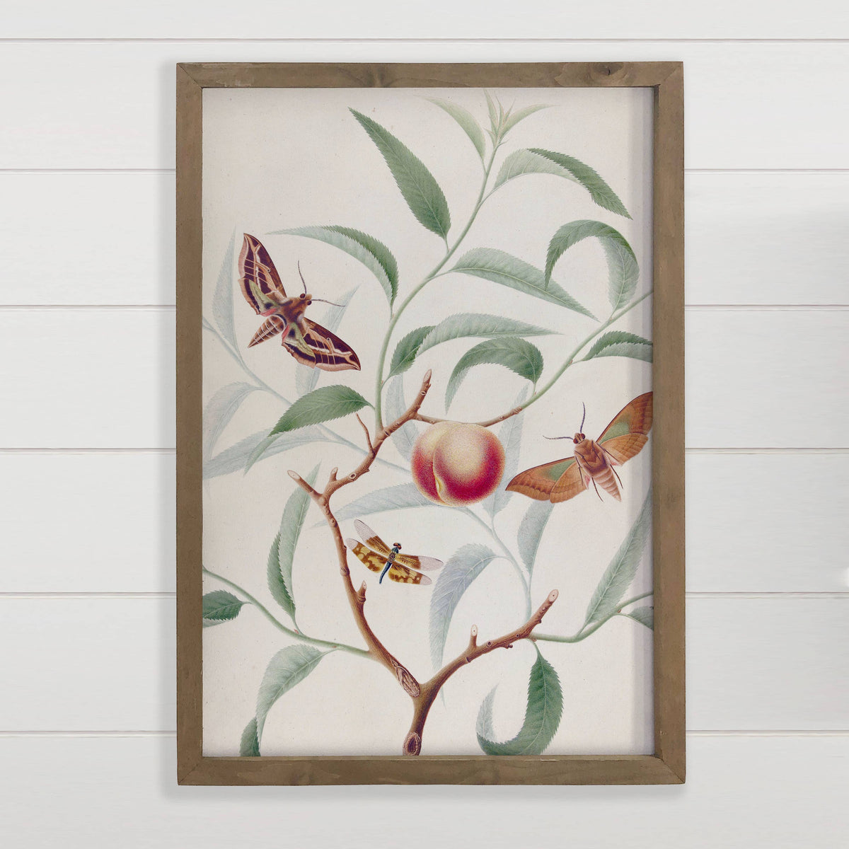 Peach and Moths - Nature Canvas Art - Wood Framed Wall Art