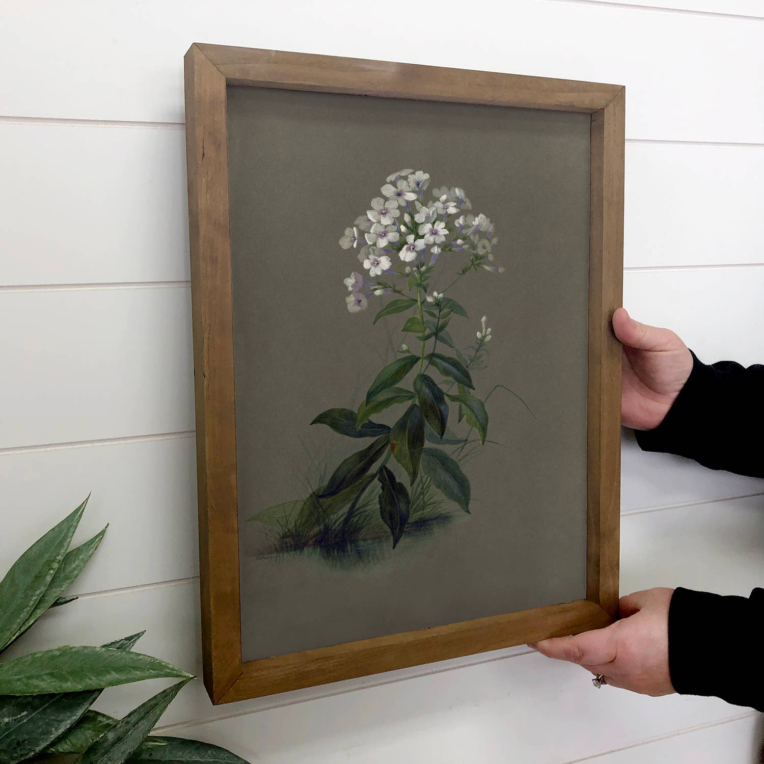 Botanical Phlox Flower - Flower Canvas Art - Wood Framed Art