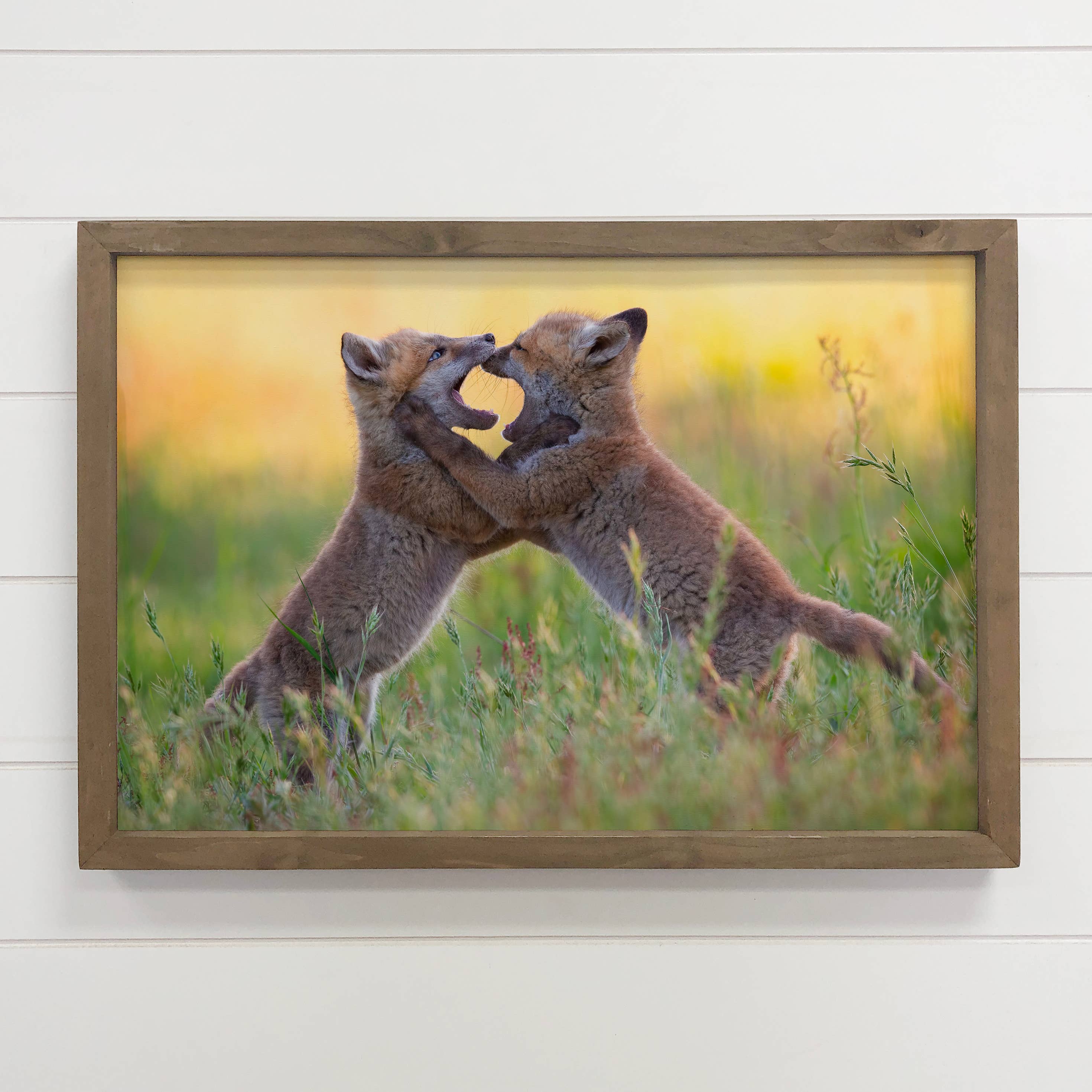 Foxes Play fighting - Wildlife Photography Canvas Art