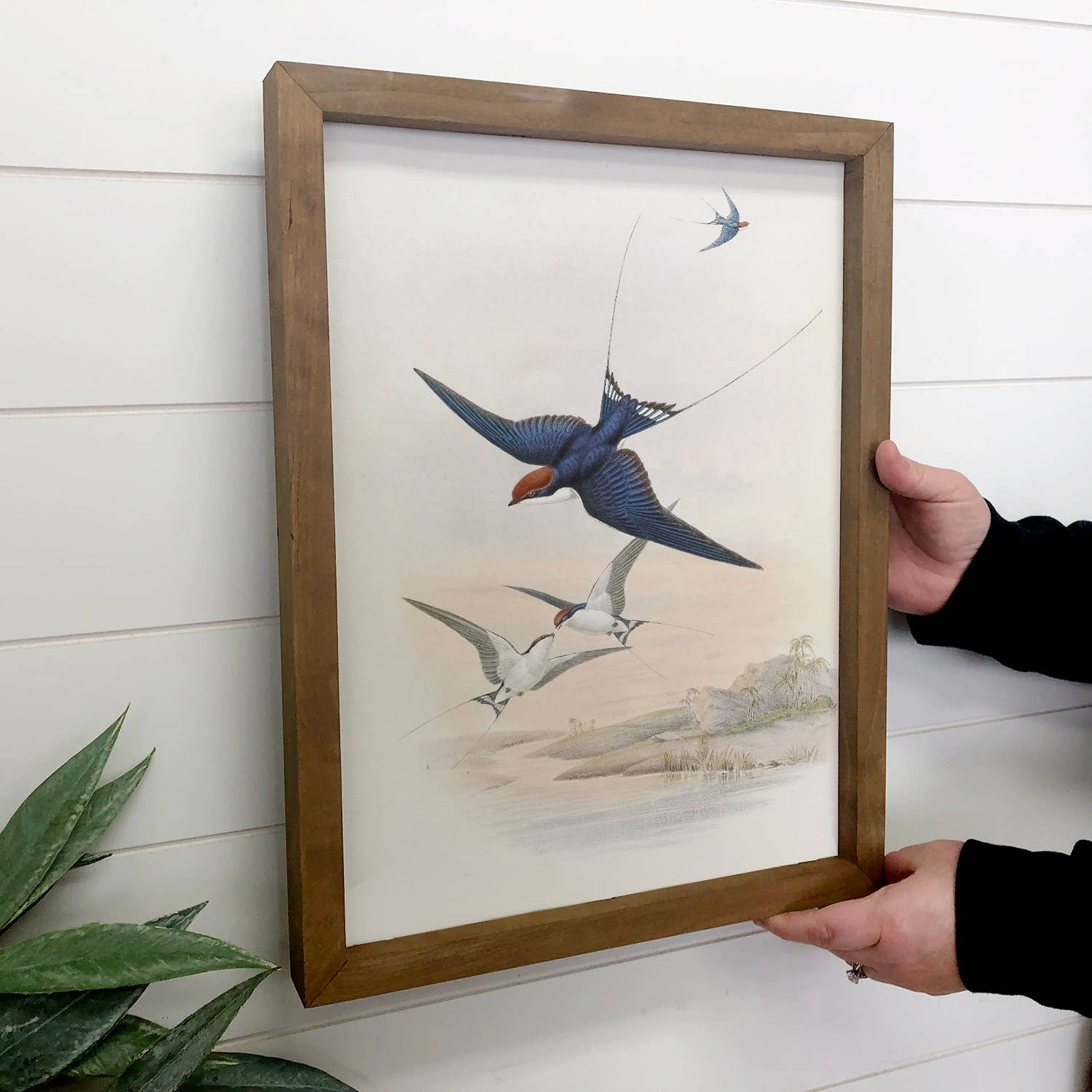 Swallows Illustrations - Bird Canvas Art - Wood Framed Art