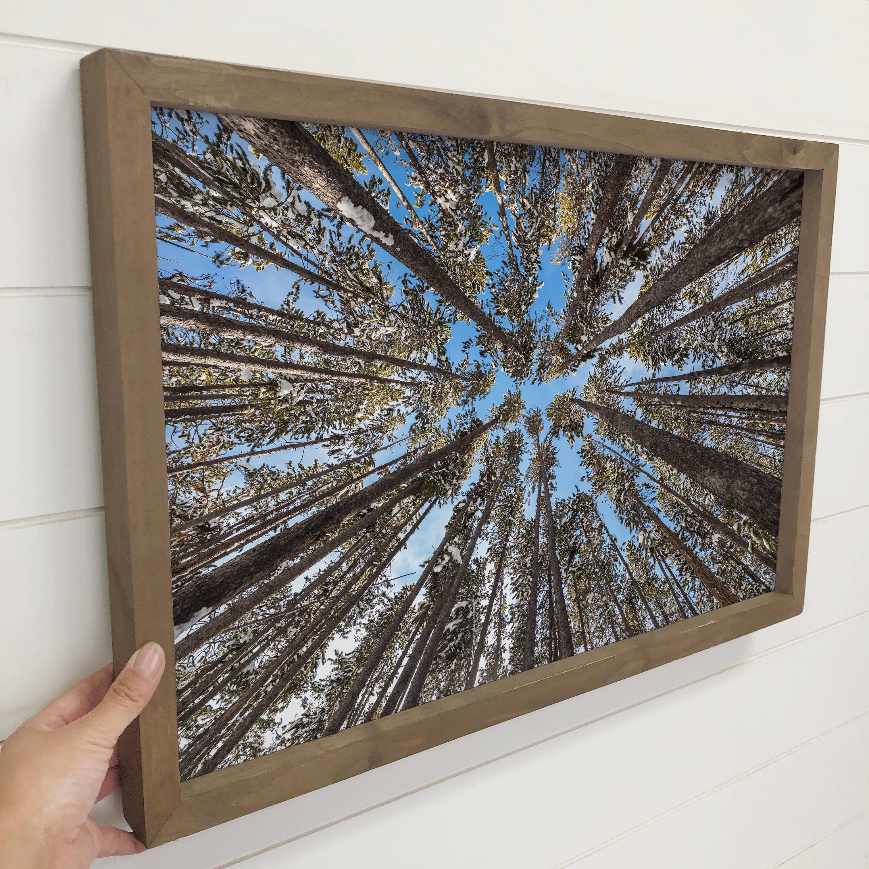 Lodgepole Pine Forest - Nature Canvas Art - Wood Framed Art