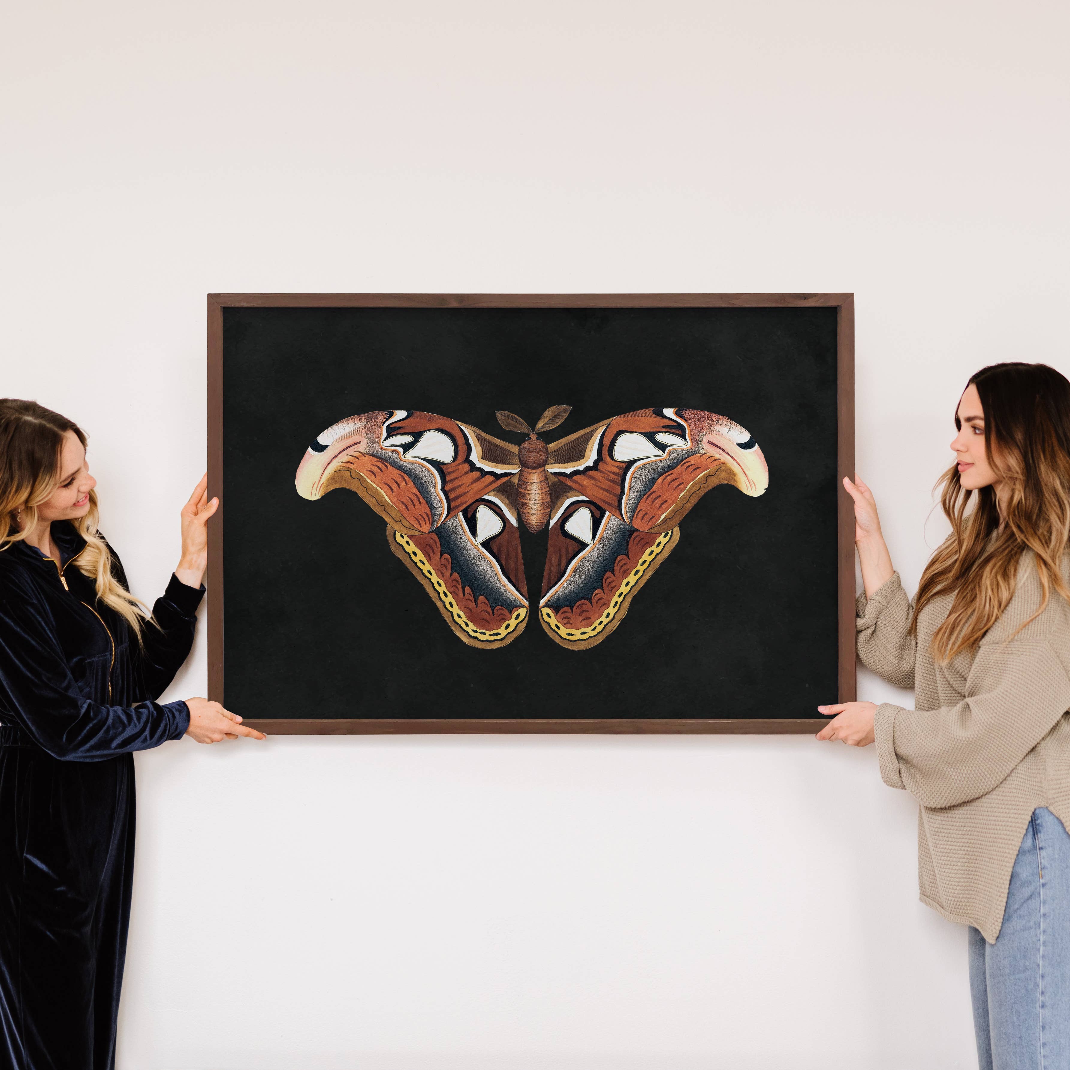 Atlas Moth - Moth Canvas Wall Art - Wood Framed Nature Art