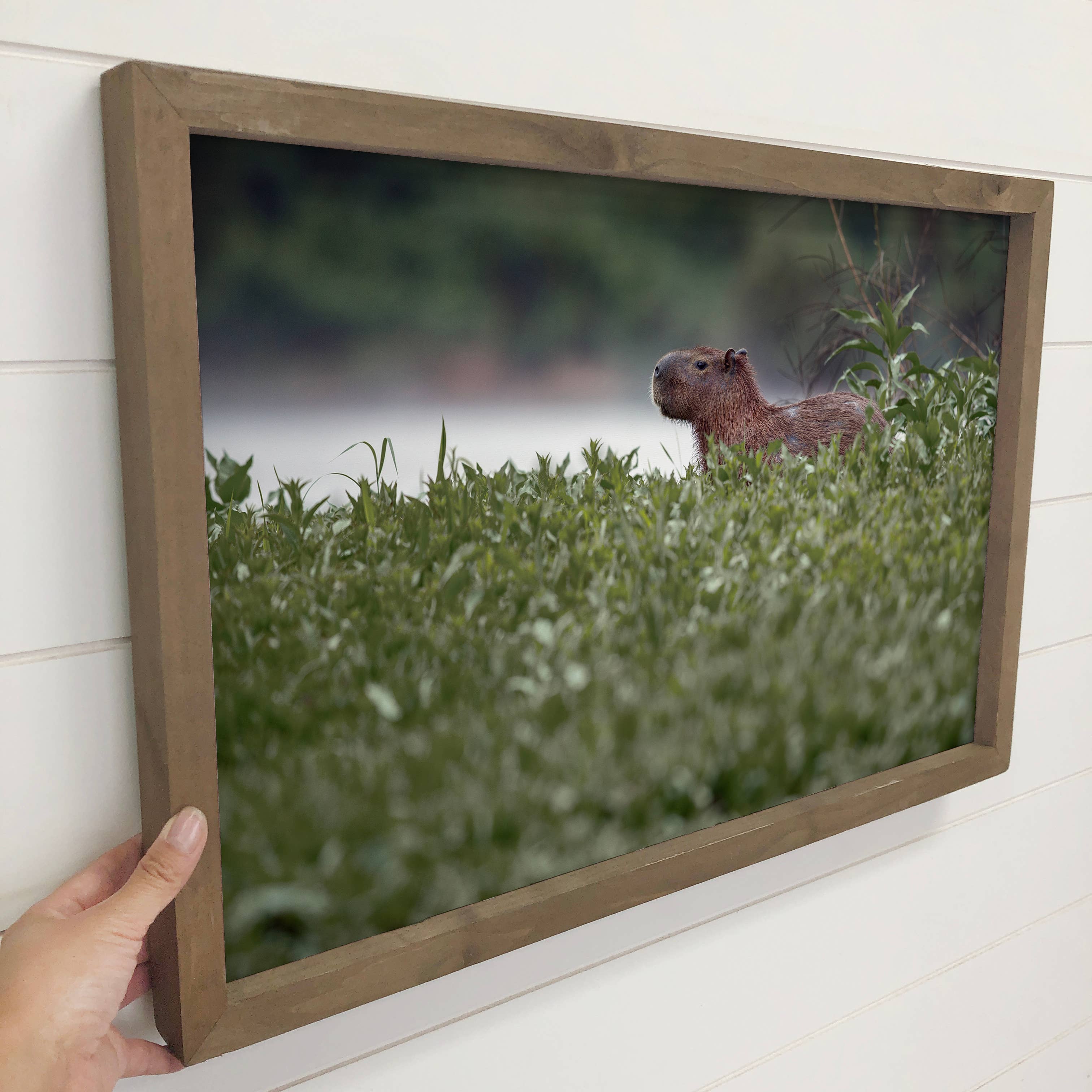 Capybara Poking Head Out - Wildlife Photograph Canvas Art