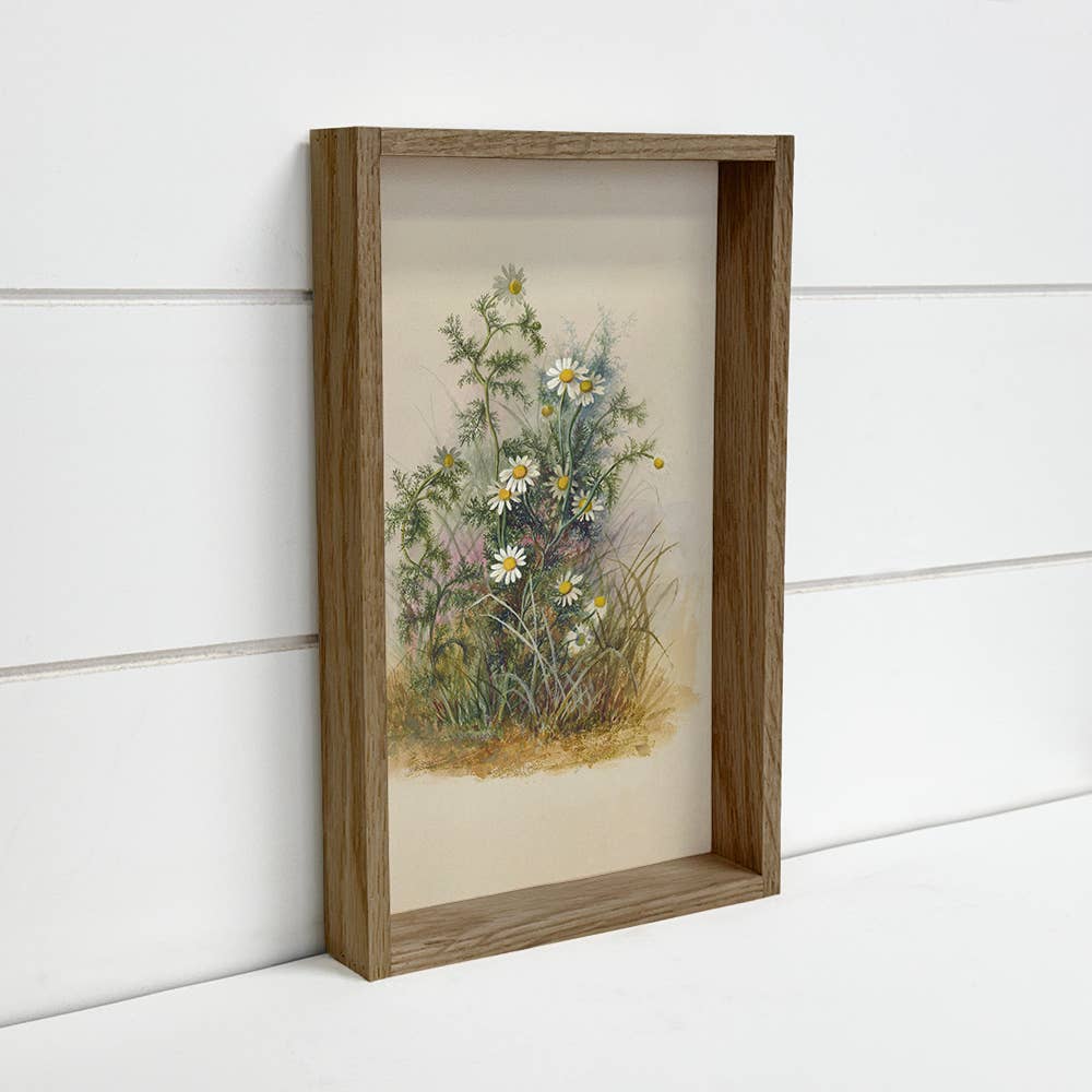 Beige Botanical Chamomile - Flower Canvas Art - Wood Framed