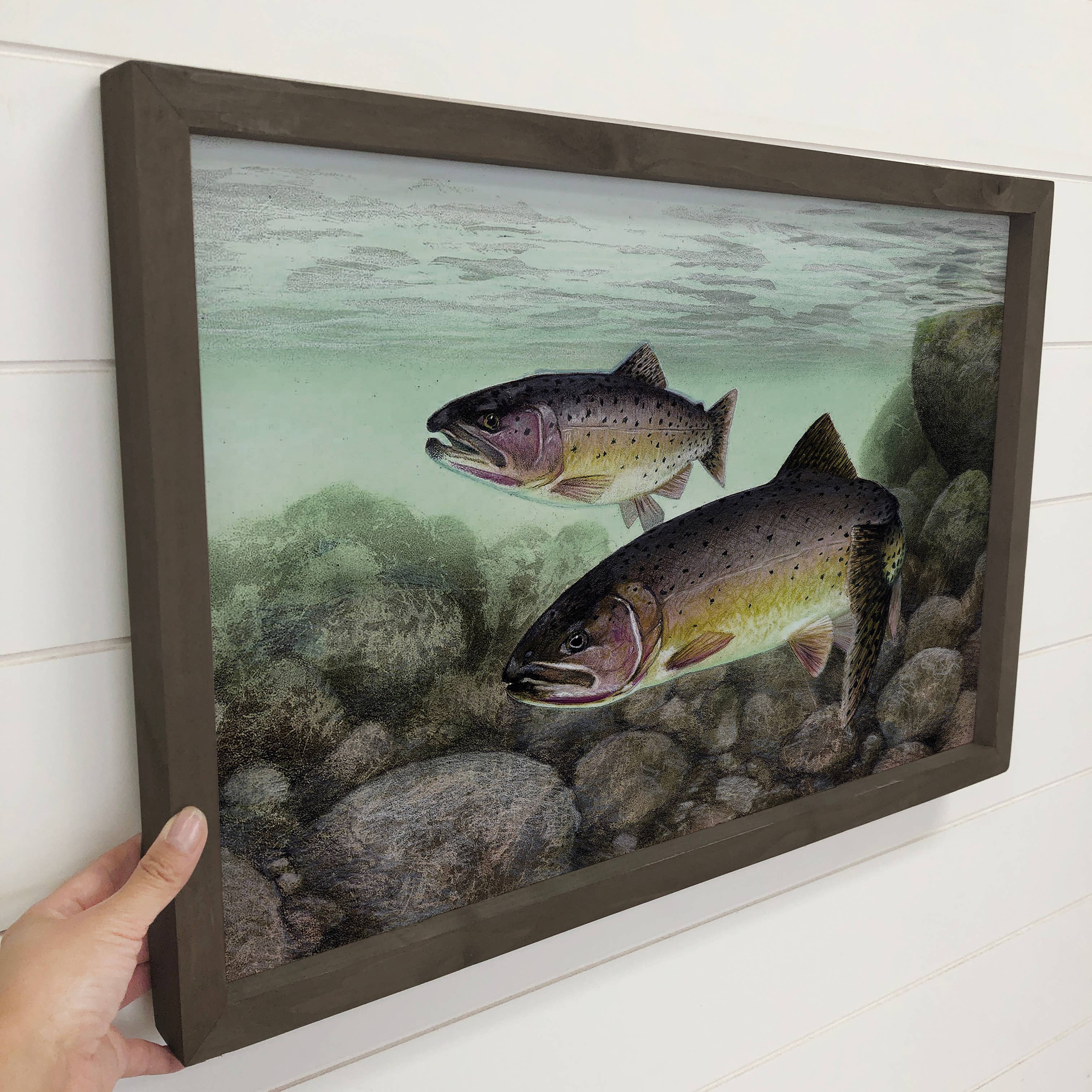 Cutthroat Trout - Fish Canvas Art - Wood Framed Artwork