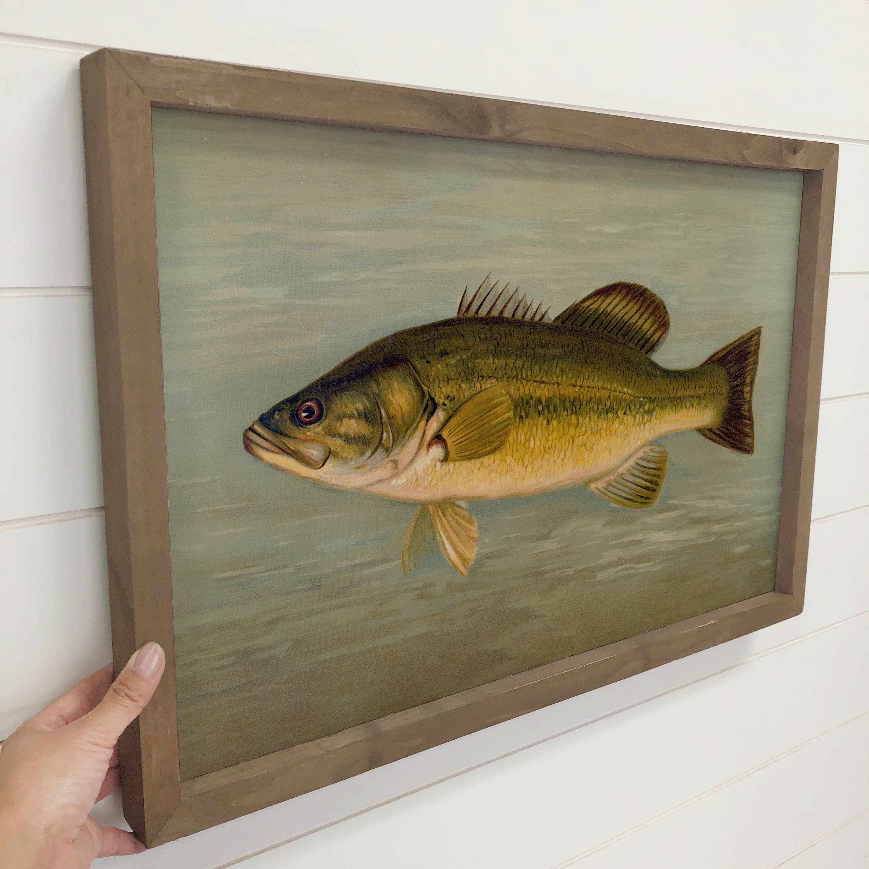 Fish Study Large Mouthed Bass - Fish Canvas Art - Wood Frame