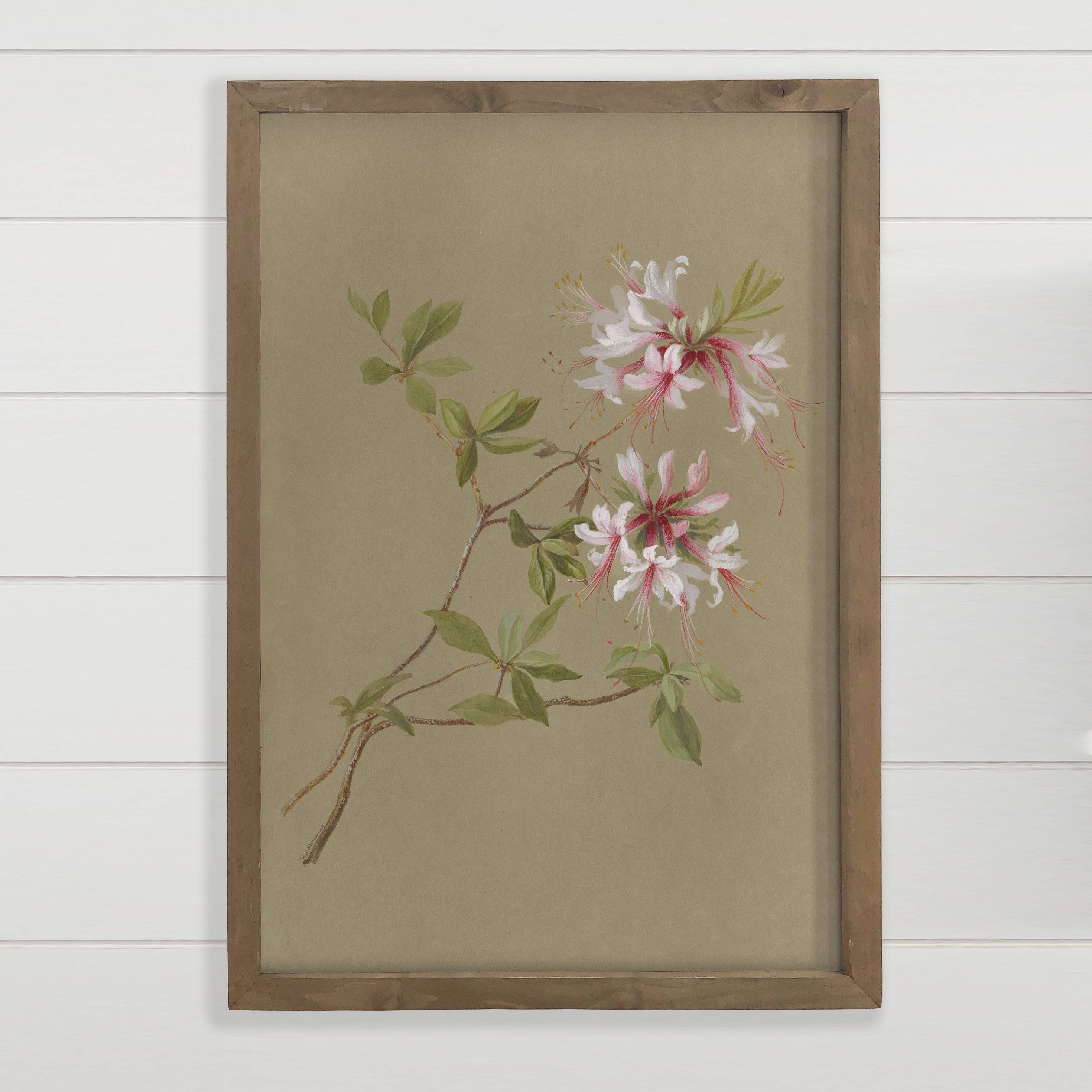 Beige Botanical Azaleas - Flower Canvas Art - Wood Framed