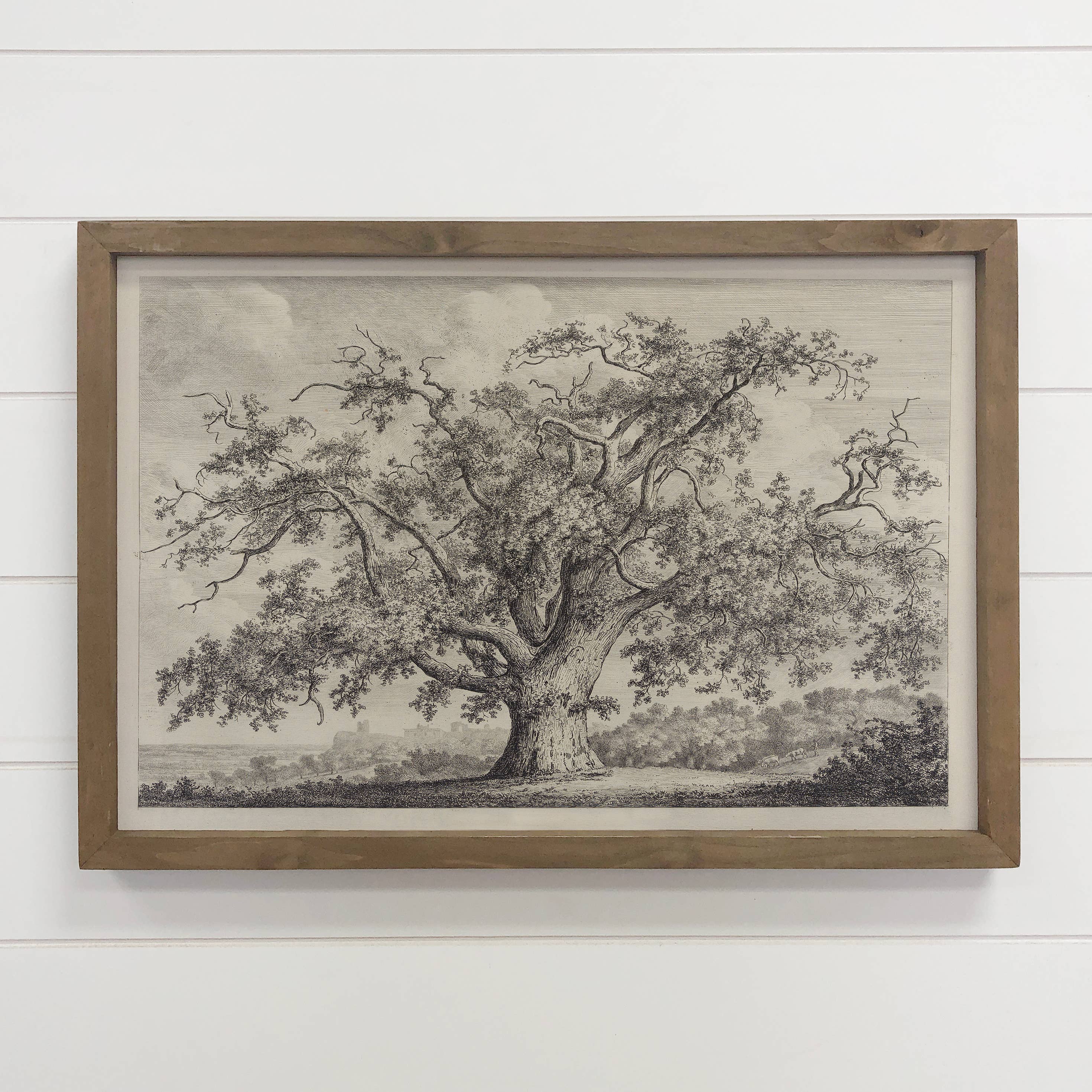 Large Old Elm Tree - Large Tree Sketch Canvas Art - Framed