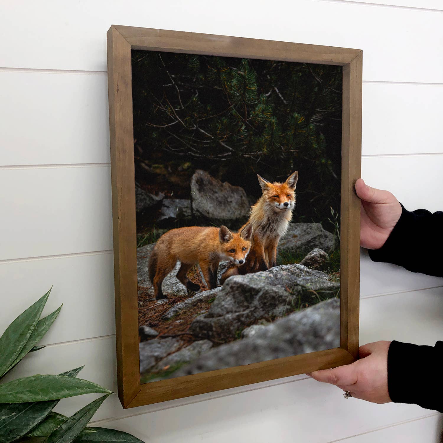Fox Brothers - Wildlife Photograph Canvas Art - Wood Framed