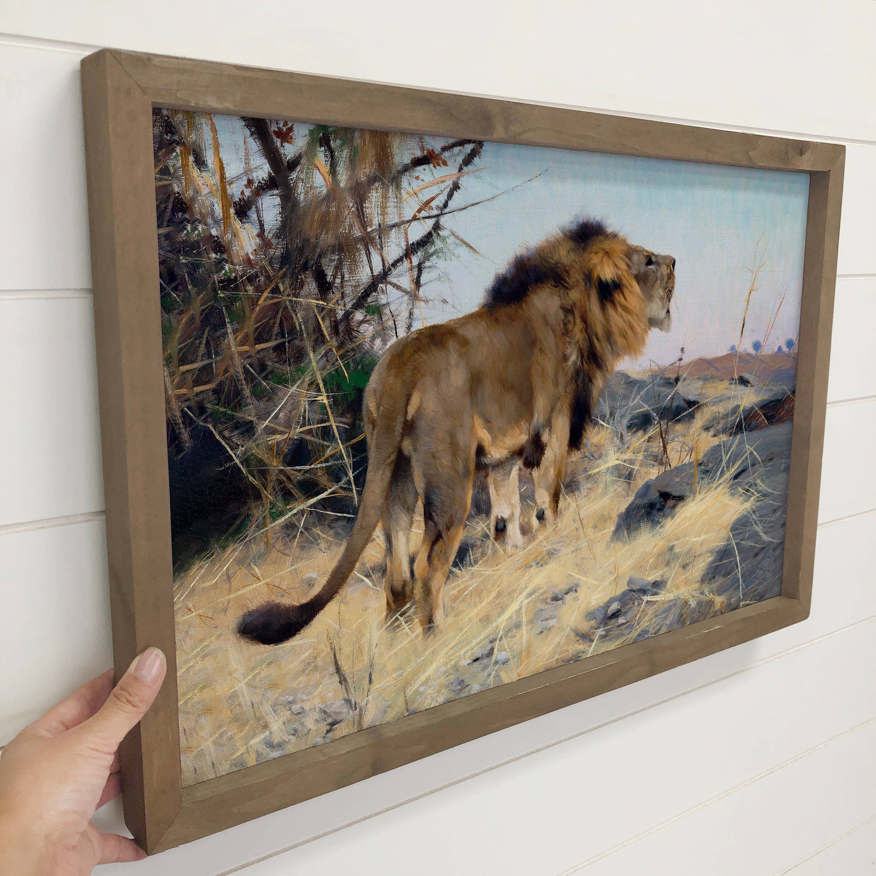Roaring Lion - Wildlife Canvas Art - Wood Framed Canvas Art