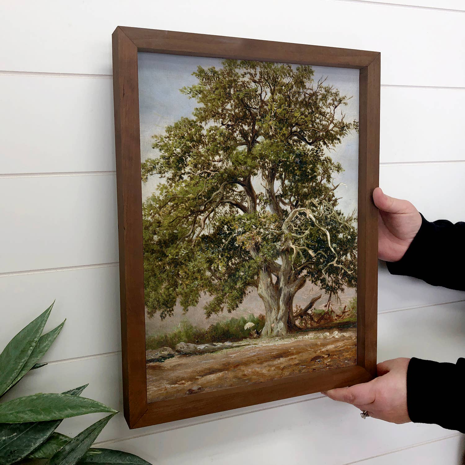Old Giant Oak Tree - Nature Canvas Art - Wood Framed Artwork