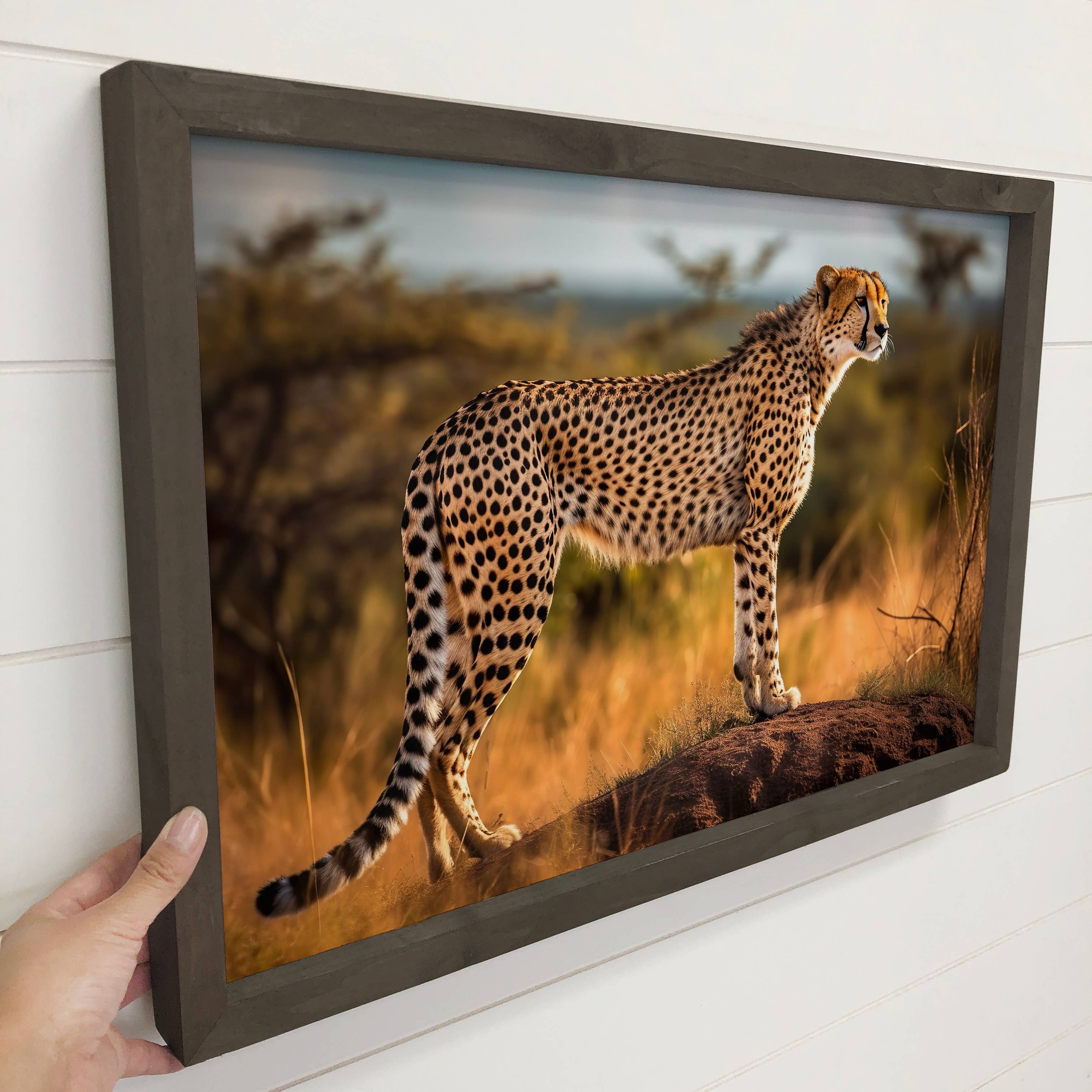 Cheetah Stance - African Cat Wildlife Photograph - Framed