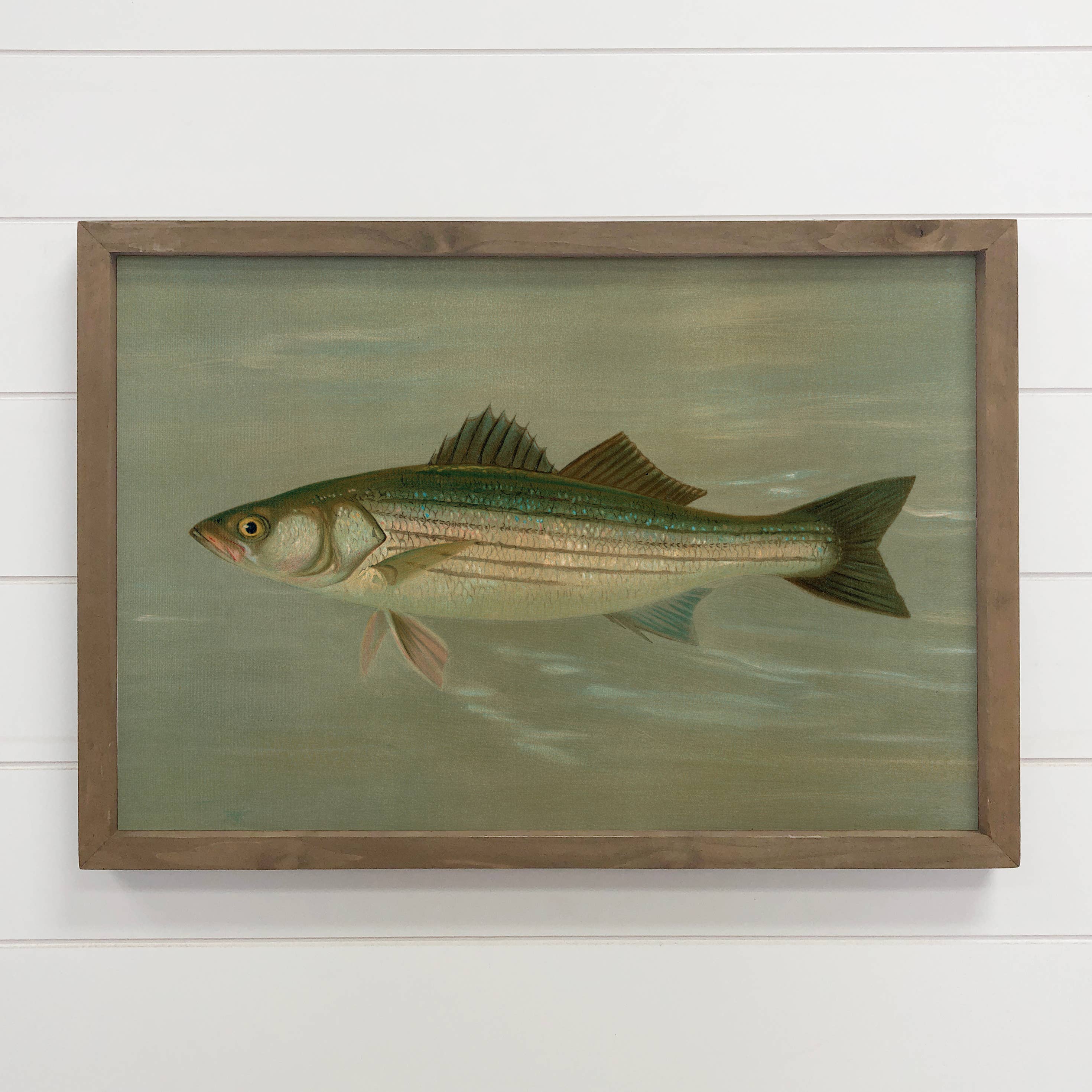 Fish Study Striped Bass - Fish Canvas Art - Wood Framed Art