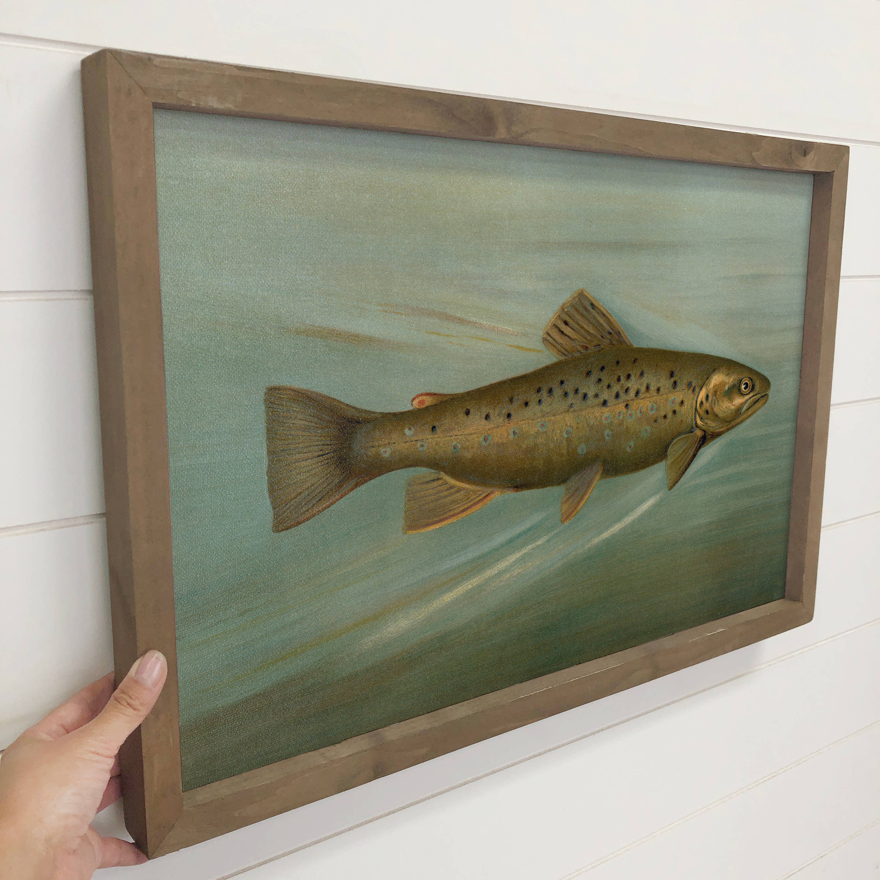 Fish Study Brown Trout - Fish Canvas Art - Wood Framed