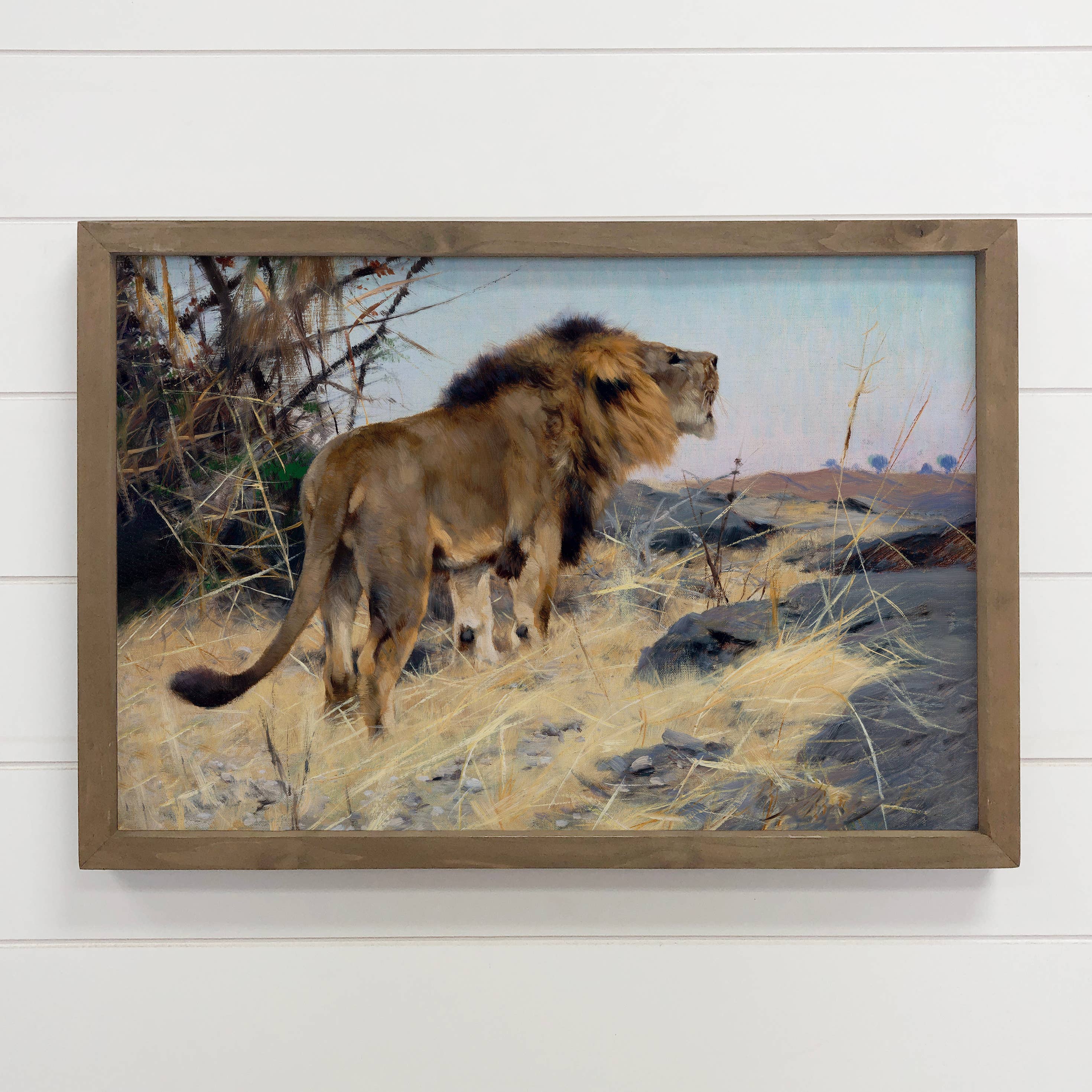 Roaring Lion - Wildlife Canvas Art - Wood Framed Canvas Art