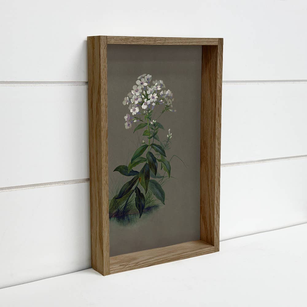 Botanical Phlox Flower - Flower Canvas Art - Wood Framed Art