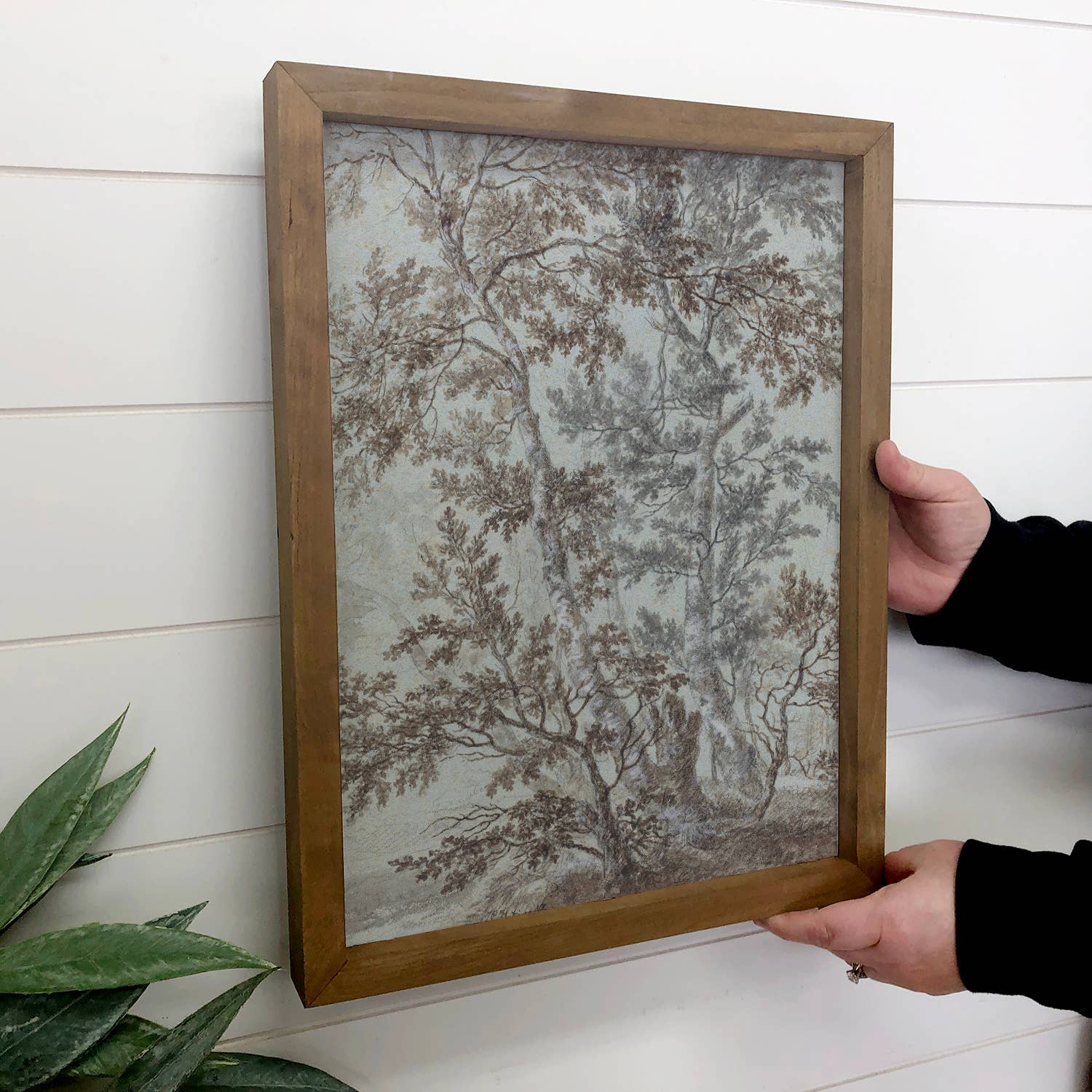 Birch Tree Study - Tree Canvas Wall Art - Wood Framed Art