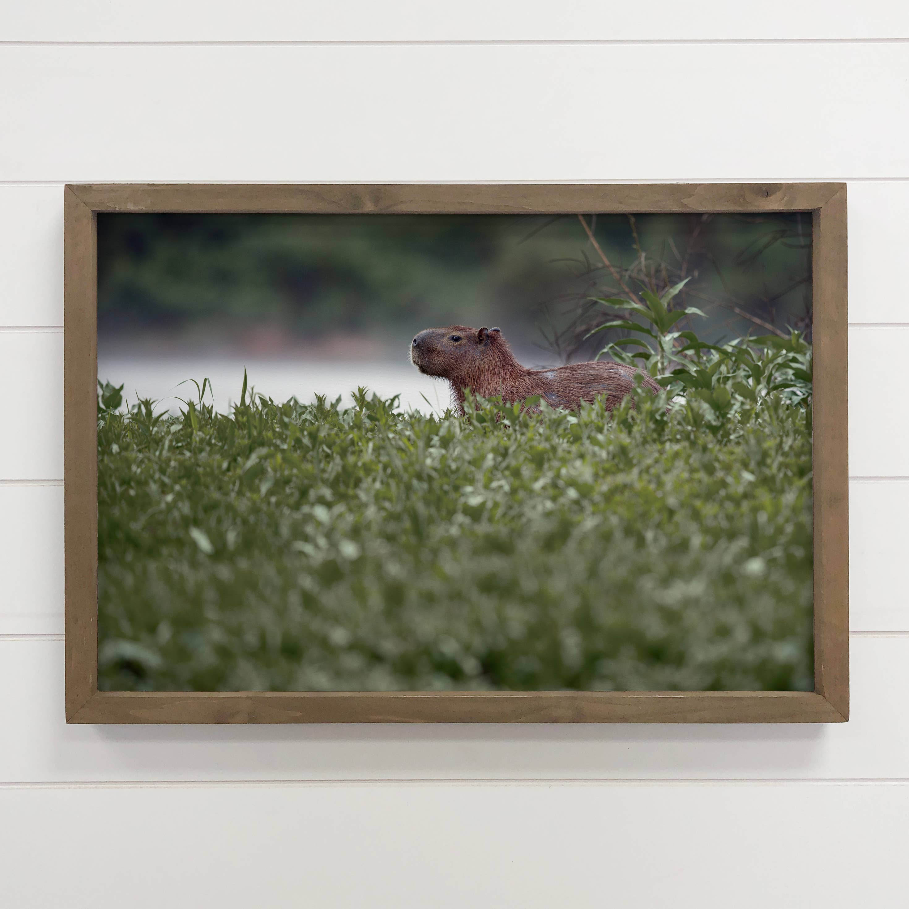 Capybara Poking Head Out - Wildlife Photograph Canvas Art