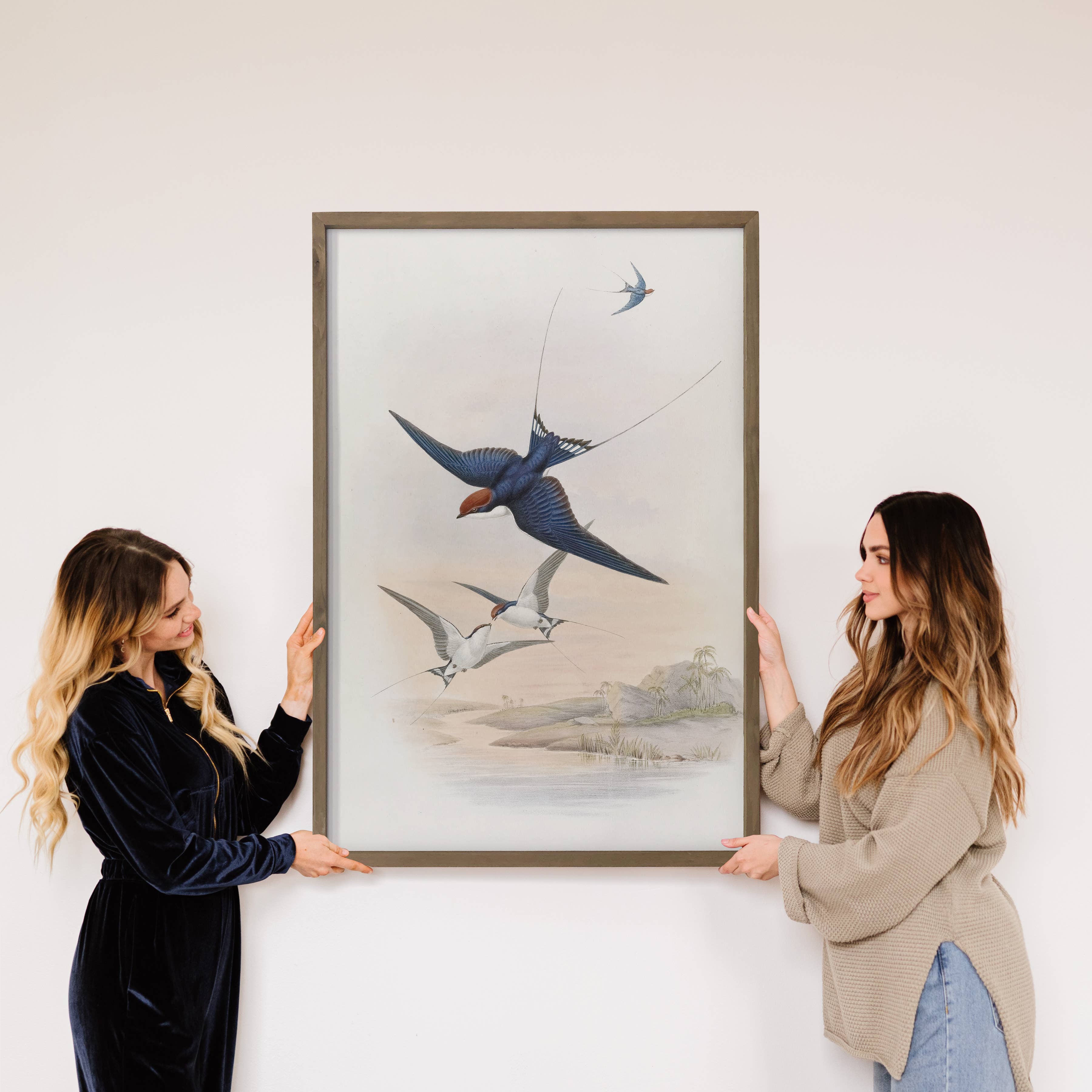 Swallows Illustrations - Bird Canvas Art - Wood Framed Art