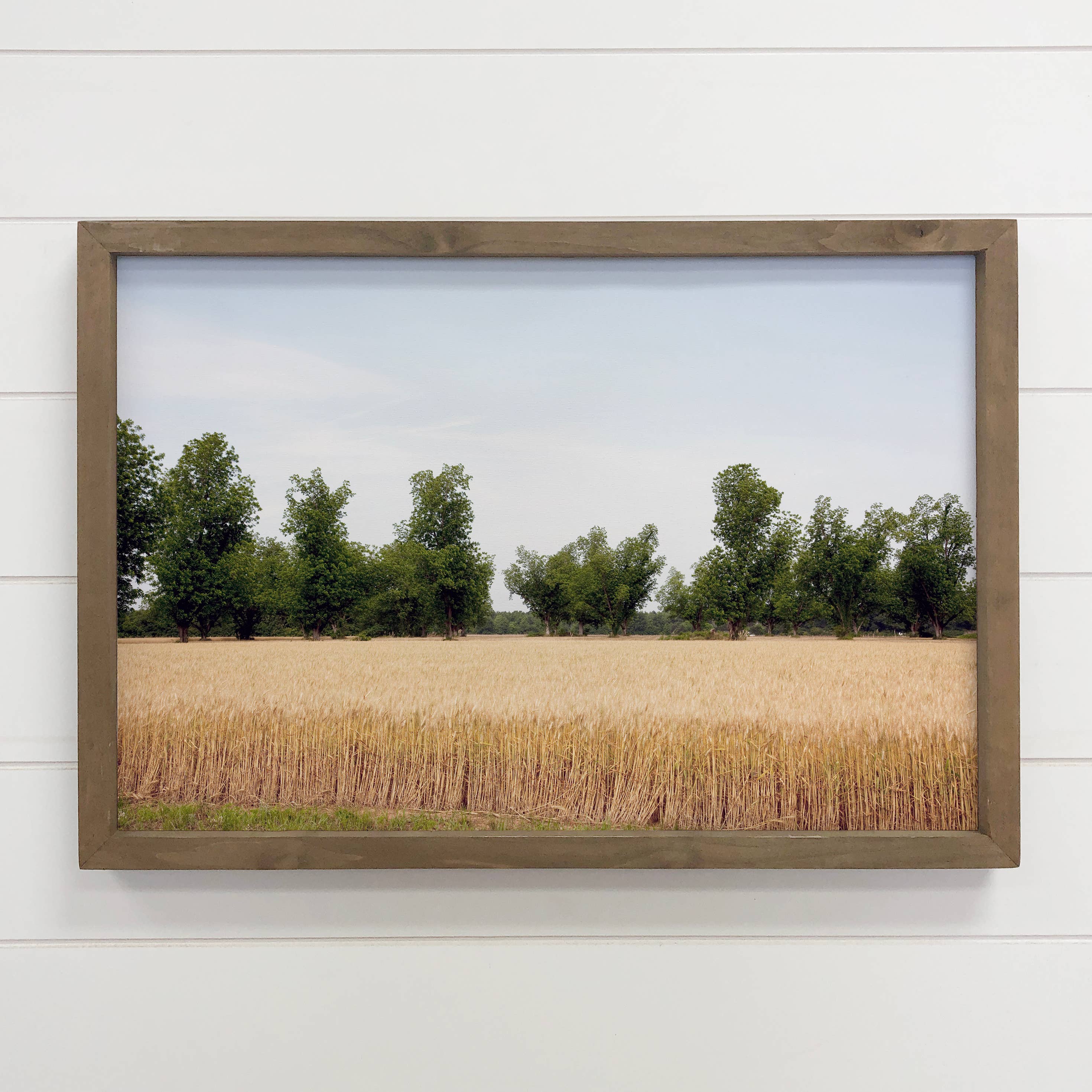Alabama Wheat Field - Landscape Canvas Art - Wood Framed Art