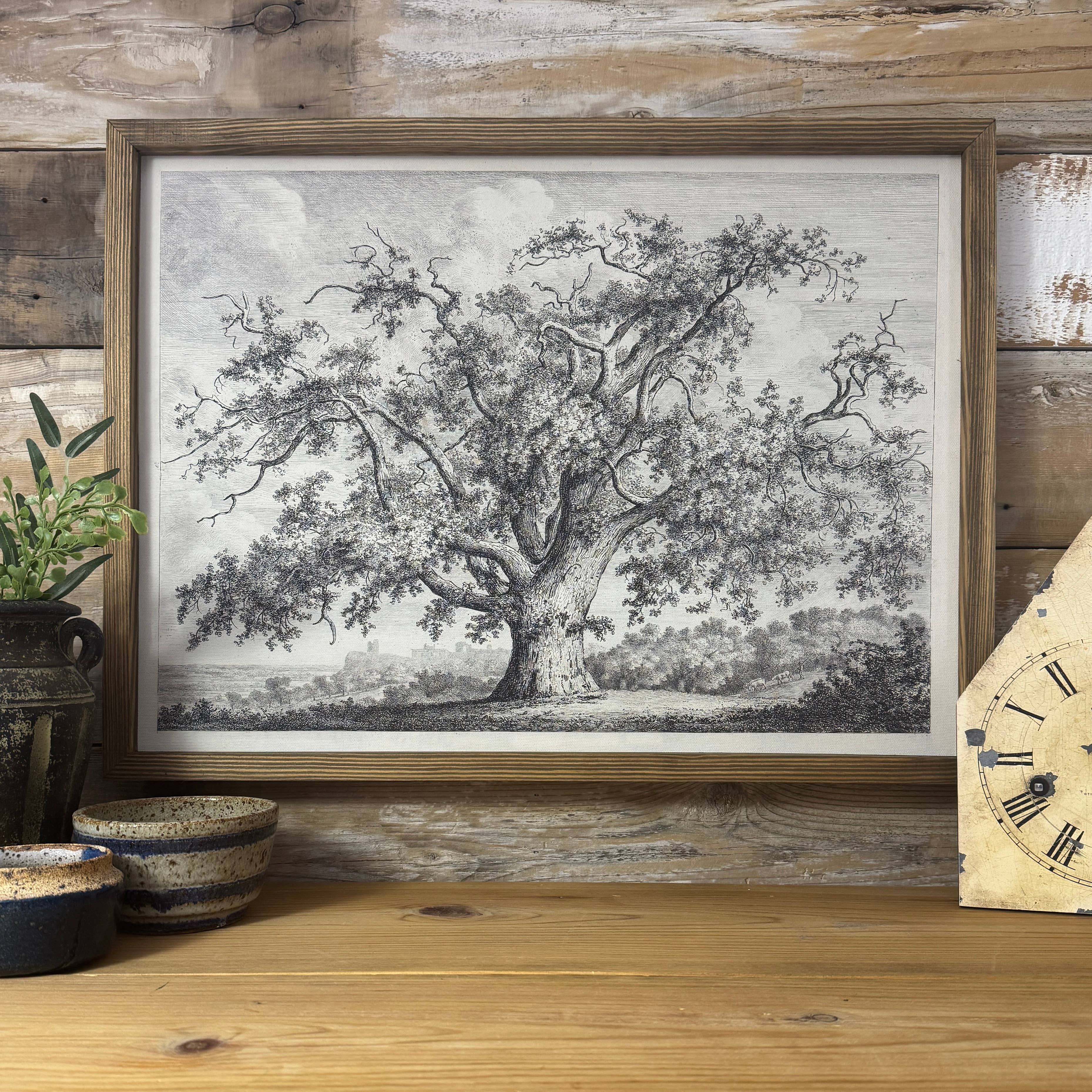 Large Old Elm Tree - Large Tree Sketch Canvas Art - Framed