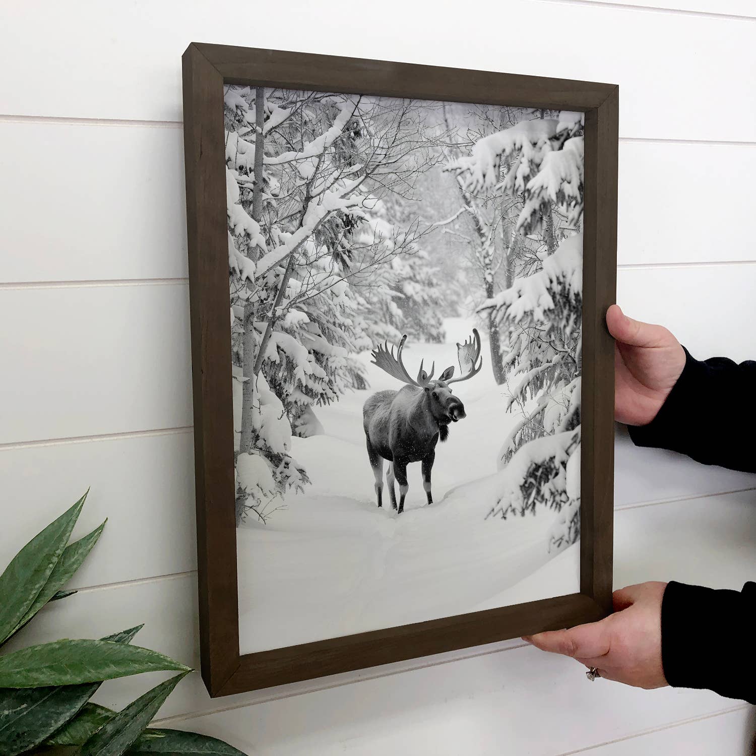 Moose in the Snow - Winter Animal Canvas Art - Wood Framed
