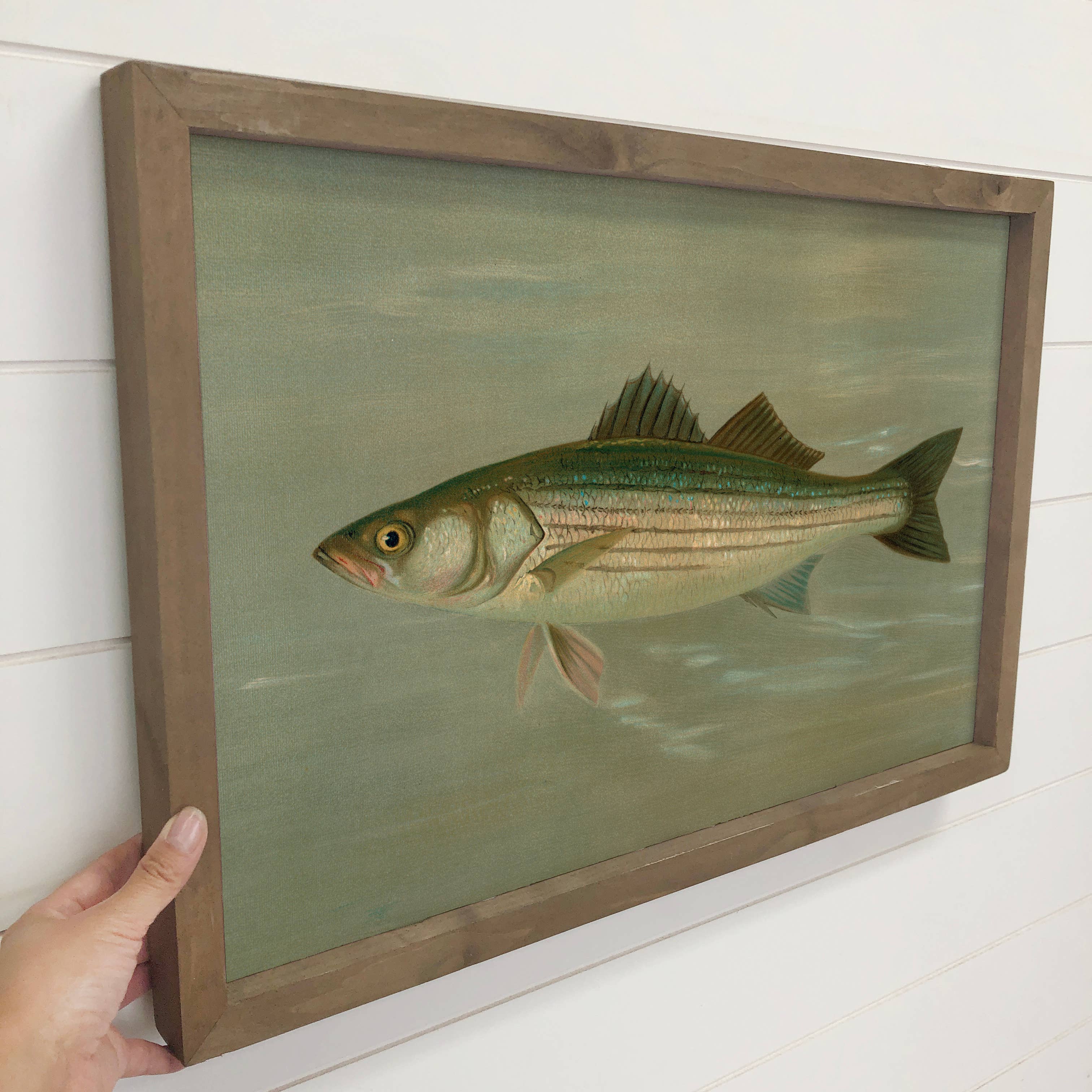 Fish Study Striped Bass - Fish Canvas Art - Wood Framed Art