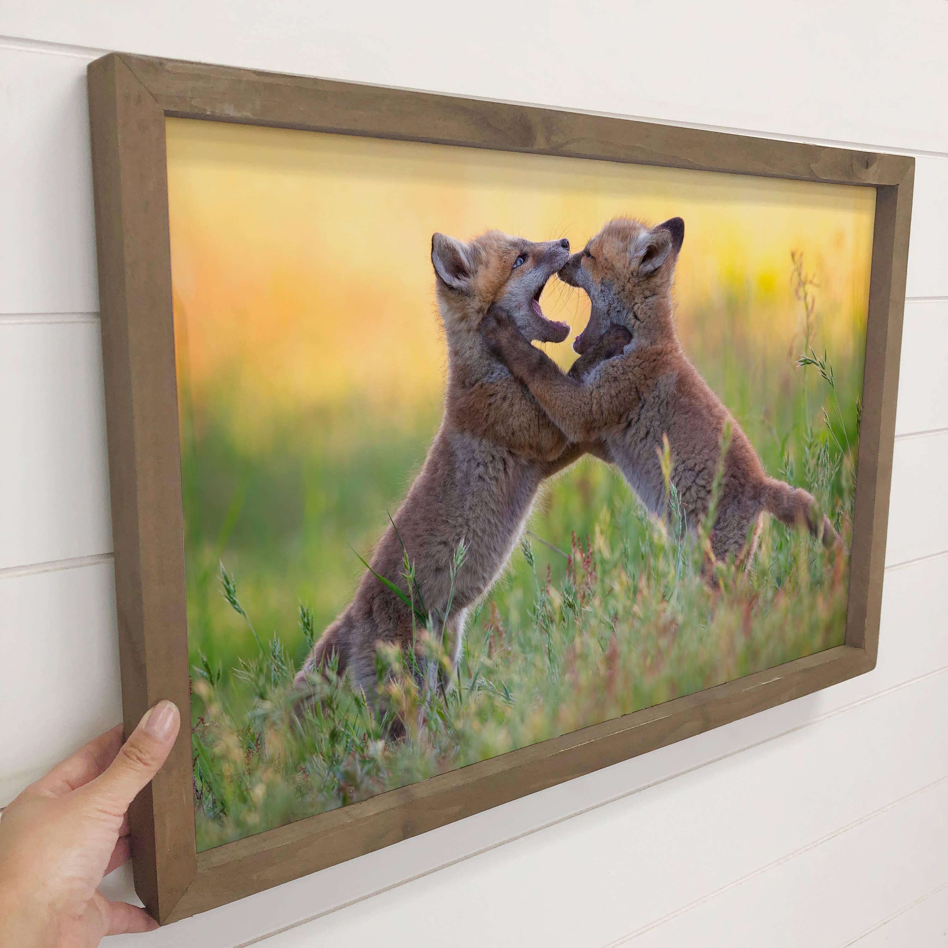 Foxes Play fighting - Wildlife Photography Canvas Art